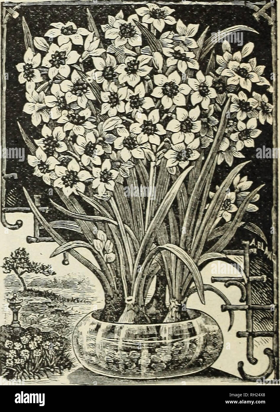 . Bulbs and plants : autumn 1901. Flowers Seeds Catalogs; Bulbs (Plants) Seeds Catalogs; Vegetables Seeds Catalogs; Nurseries (Horticulture) Catalogs; Plants, Ornamental Catalogs; Gardening Equipment and supplies Catalogs. PAPER WHITE POLYANTHUS NARCISSUS. If by mail, add 40 cts. per 100. Double Narcissus. Each. Doz. Per 100 Albus Plenus Odoratus—Pure white, sweet scented, resembles a Gardenia '. 3 30 S1 50 Incomparable— I Bu tter and Eggs) sulphur yellow, sweet scented 3 30 1 50 Orange Phoenix—White and orange 5 45 3 OO Von Sion — The finest of all double yellow Daffodils, used extensively fo Stock Photo