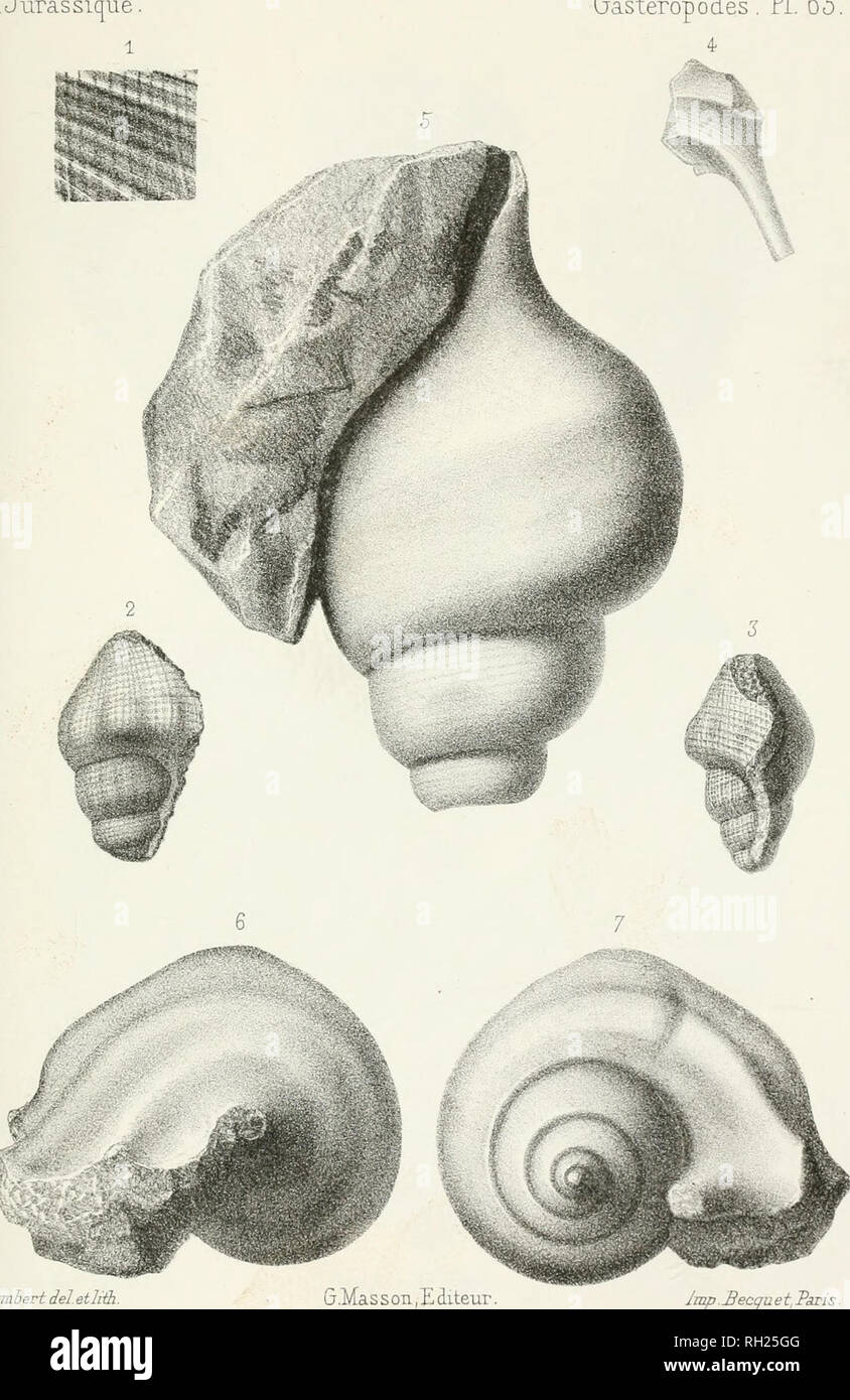 . Paléontologie française; description zoologique et géologique de tous les animaux mollusques et rayonnés fossiles de France. Paleontology. PALEONTOLOGIE FRANÇAISE Gastéropodes, PI. 65.. Humhsrt del etliÛi Imp. Becqu e t, P^s. y J. C/uno^ics A'ùj/^om, {T^ùt.J Cor. ji^J- ^. c. ? s^2- ^arpaçodes ûc^ant, (^rcnyn.s^j.j Forf.. Please note that these images are extracted from scanned page images that may have been digitally enhanced for readability - coloration and appearance of these illustrations may not perfectly resemble the original work.. Orbigny, Alcide Dessalines d', 1802-1857. Paris Stock Photo