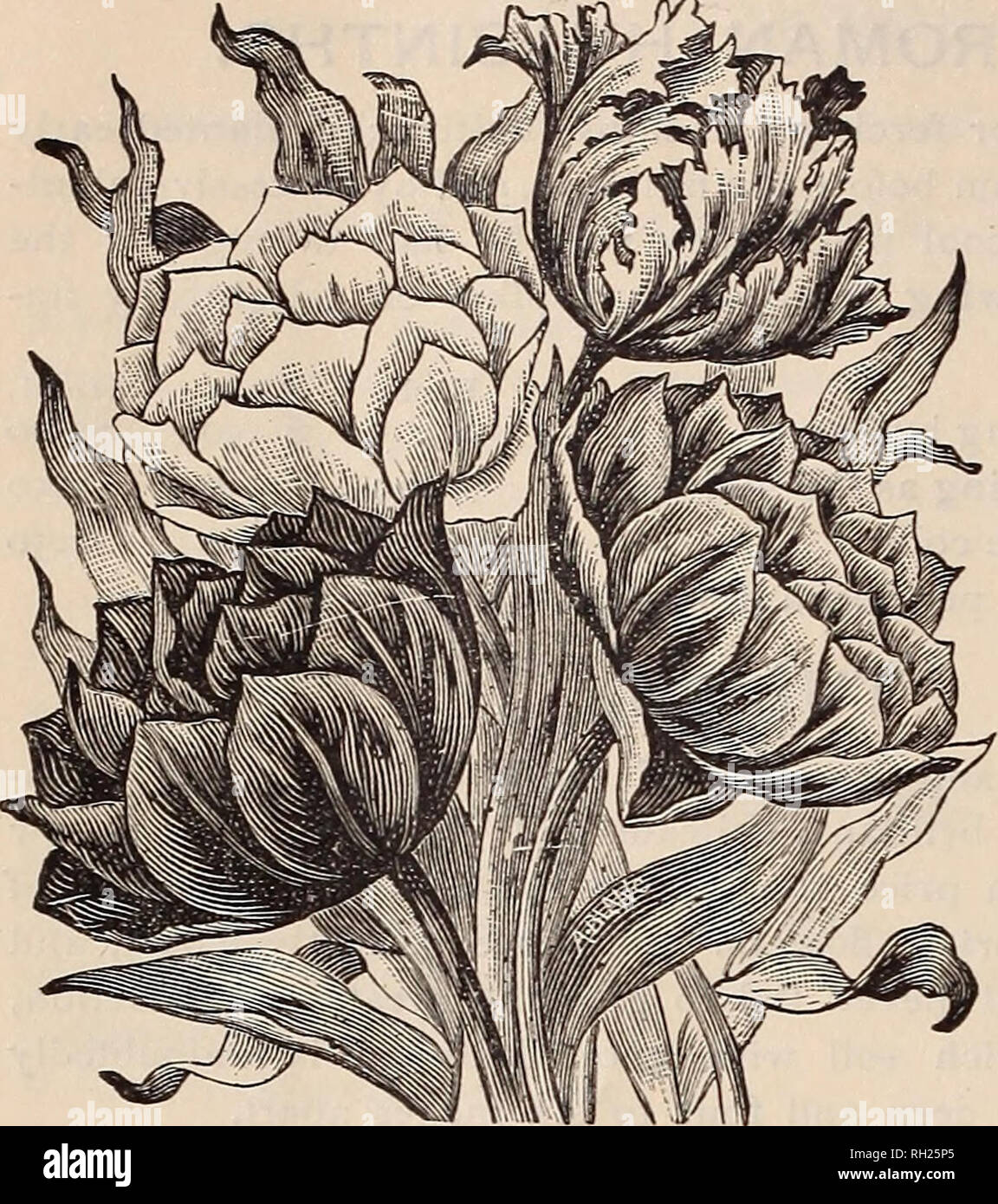 Bulbs For Winter Flowering And Garden Decoration Autumn 1895 Nurseries Horticulture Massachusetts Boston Catalogs Bulbs Plants Catalogs Vegetables Seeds
