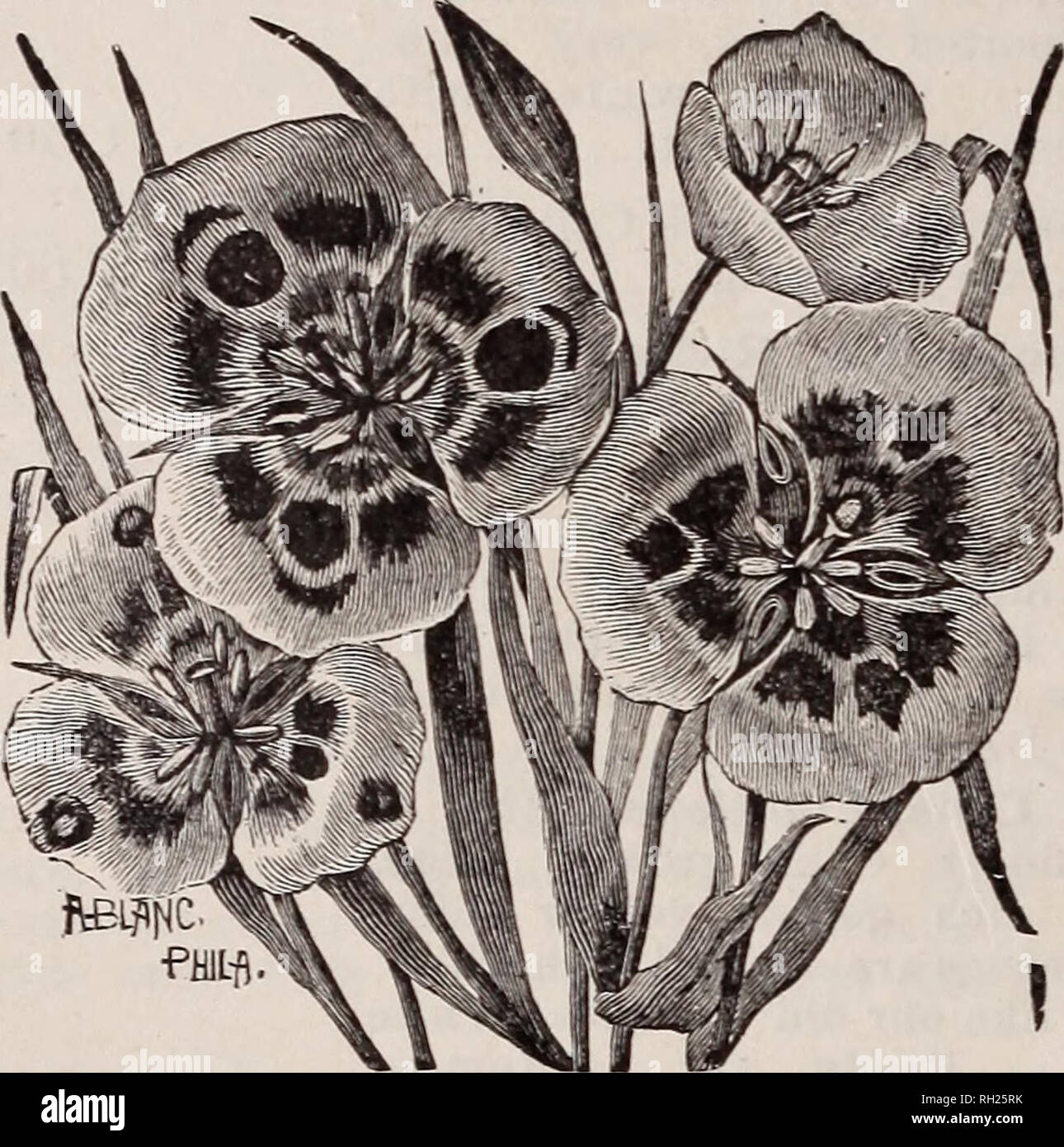 . Bulbs : for fall and winter planting. Horticulture Catalogs; Bulbs (Plants) Seeds Catalogs. 10 THE GERMAIN SEED CO. Calochortus: Continued. Venustus Oculatus, white, cream, lilac or purple, habit similar to the above E&amp;Ch variety 5 Venustus Pictus, a creamy white, brilliantly marked, often with a gold blotch 5 Venustus Purpurascens, purplish lilac outside and top of petals, creamy white half way, purple in center, beautiful eye at center of each petal. Flowers full 3 inches across 5 Venustus Roseus, a creamy white or lilac with an eye midway and a rose col- olored blotch at apex 5. CALOC Stock Photo
