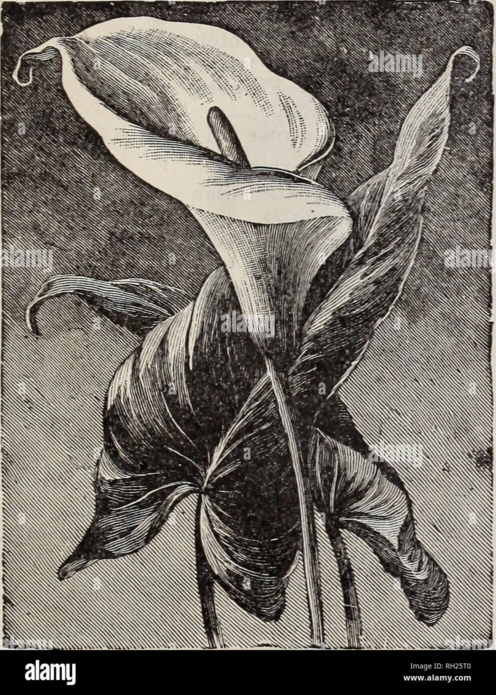 . Bulbs : for fall and winter planting. Horticulture Catalogs; Bulbs (Plants) Seeds Catalogs. 326-330 S. MAIN ST., LOS ANGELES. CALLA LILY Calla Lilies Postage 2c to 5c each extra Each Lily of the Nile, too well known in California to need further description. First size 10 Second size 10 Third size 5 Spotted, (Eicliardia alba maculata) has spotted leaves, very orna- mental ; flowers white with purplish brown throat 15 Arum Sanctum, (Black Calla) coal black, very striking. 25 Amorphophallus Rivieri, (Giant Black Calla) beautiful for groups. Ready about December 1st - 25 Pink Calla, (Rehmanni)  Stock Photo