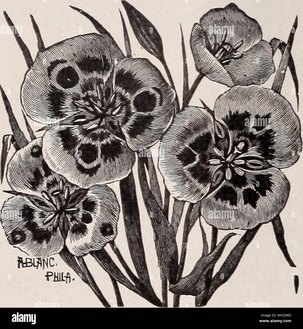 . Bulbs for fall and winter planting. Nurseries (Horticulture) Catalogs; Flowers Seeds Catalogs; Bulbs (Plants) Catalogs; Vegetables Catalogs; Plants, Ornamental Catalogs; Gardening Equipment and supplies Catalogs. 10 THE GERMAIN SEED &amp; PLANT CO. CALOCHORTUS: Continued Each PerDz. Venustus El Dorado, unsurpassed for beauty and variety of color, varying from white, pink salmon, rich red, lilac to dark, velvety purple. All are marked with a showy yellow and brown eye, and beautifully lined and dotted. To some is added a large gold blotch at the apex of each petal, and all have showy red cent Stock Photo