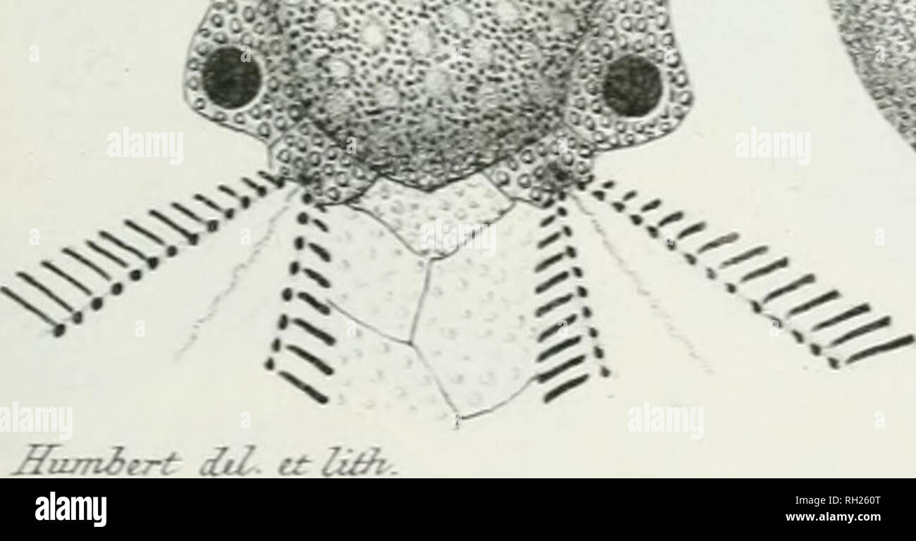 Paléontologie Française Description Zoologique Et - 