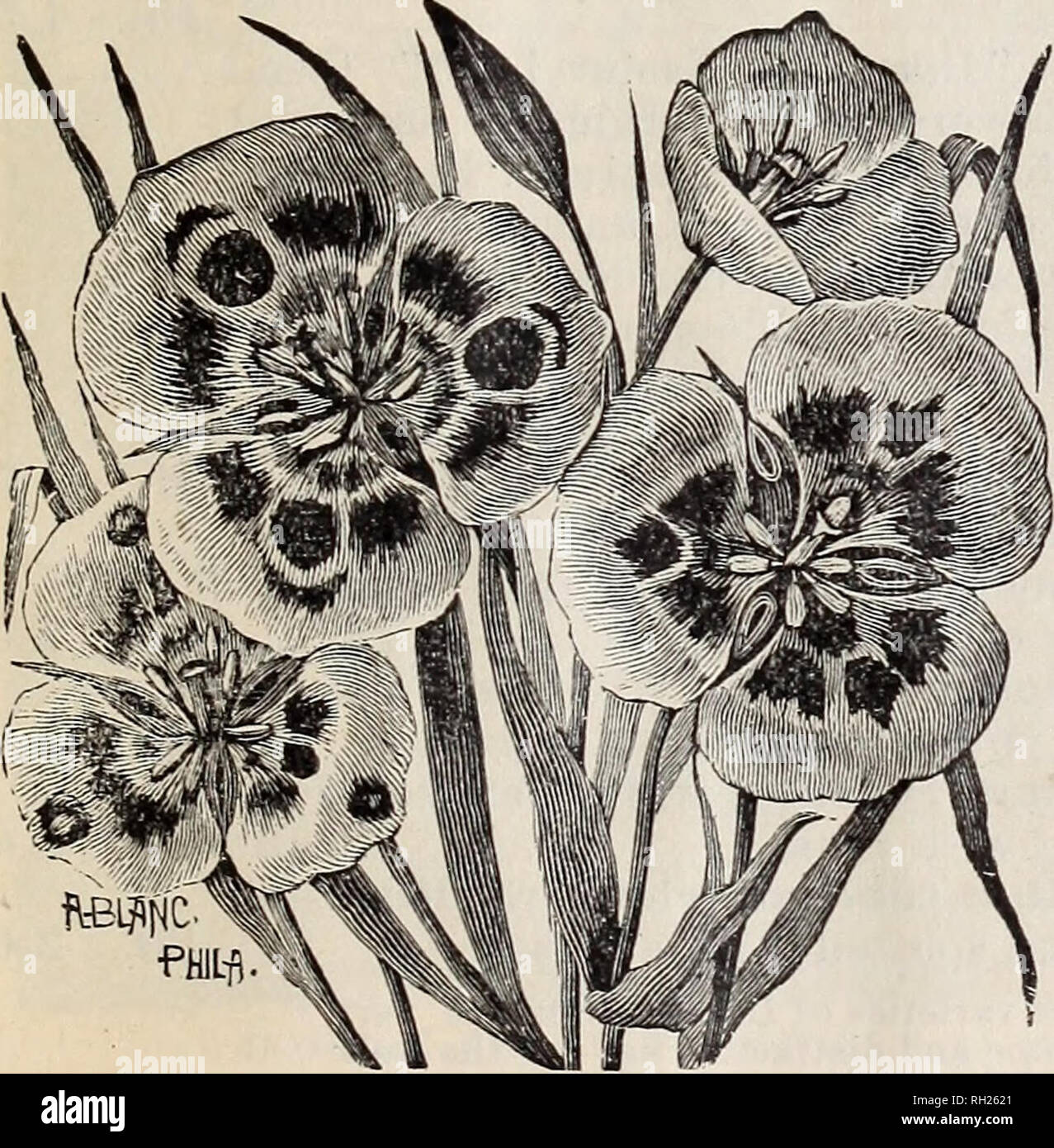 . Bulbs : autumn 1903. Horticulture Catalogs; Bulbs (Plants) Seeds Catalogs. 326-330 SOUTH MAIN ST., LOS ANGELES. 7 Calochortus.—Continued. Each. Plummerae, (C. Weedii Purpurascens) rich lavendar purple, lined with long yellow, silky hairs, large, extra choice 5 Splendens, pale lilac flowers, 2 to 3 inches across, lower part of petals cov- ered with long cobwebby hairs, a tall and stately species 5 Weedii, clear orange yellow, lined with silky hairs and dotted with brown, very fine and one of the best 5 Venustus, petals white or pale lilac, with a reddish spot at top, a brown- yellow center an Stock Photo