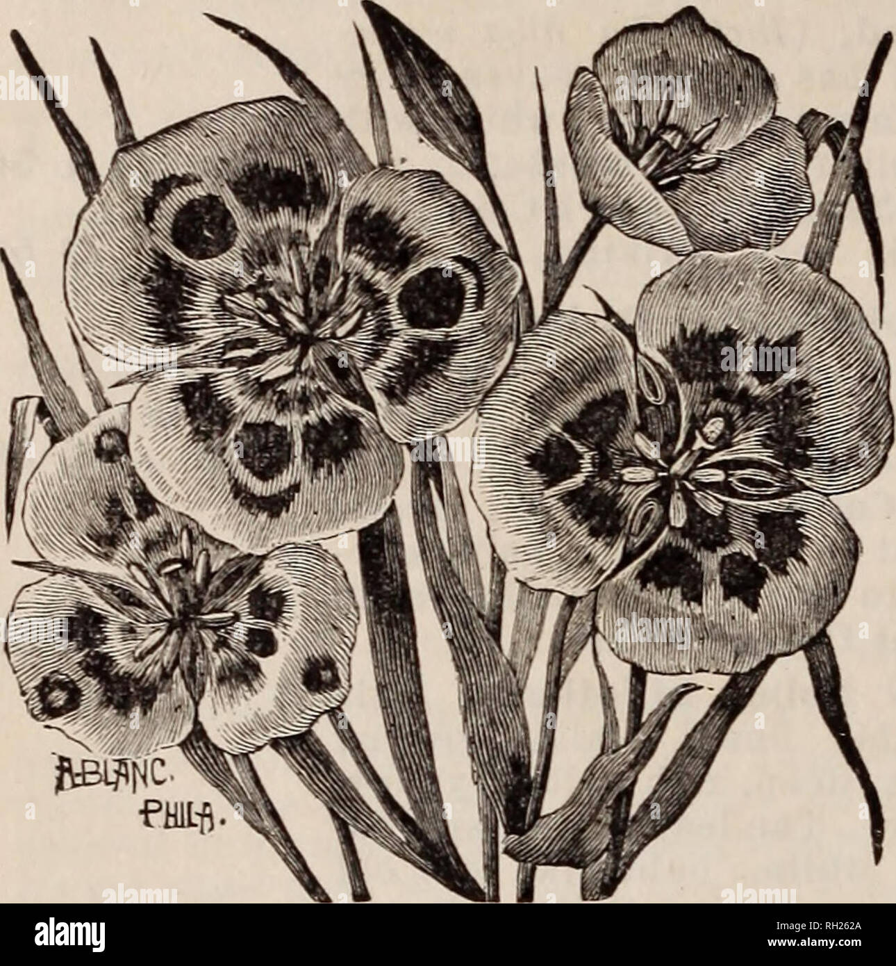 . Bulbs. Horticulture Catalogs; Bulbs (Plants) Seeds Catalogs. 10 THE GERMAIN SEED CO. CALOCHORTUS-Continued Each Venustus Oculatus, white, cream, lilac or purple, habit similar to the above variety -   5 Venustus Pictus, a creamy white, brilliantly marked, often with a gold blotch. 5 Venustus Purpurascens, purplish lilac outside and top of petals, creamy white half way, purple in center, beautiful eye at center of each petal. Flowers full 3 inches across 5 Venustus Roseus. a creamy white or lilac with an eye midway and a rose col- ored blotch at apex 5 Vesta, white, suffused with lilac or ros Stock Photo
