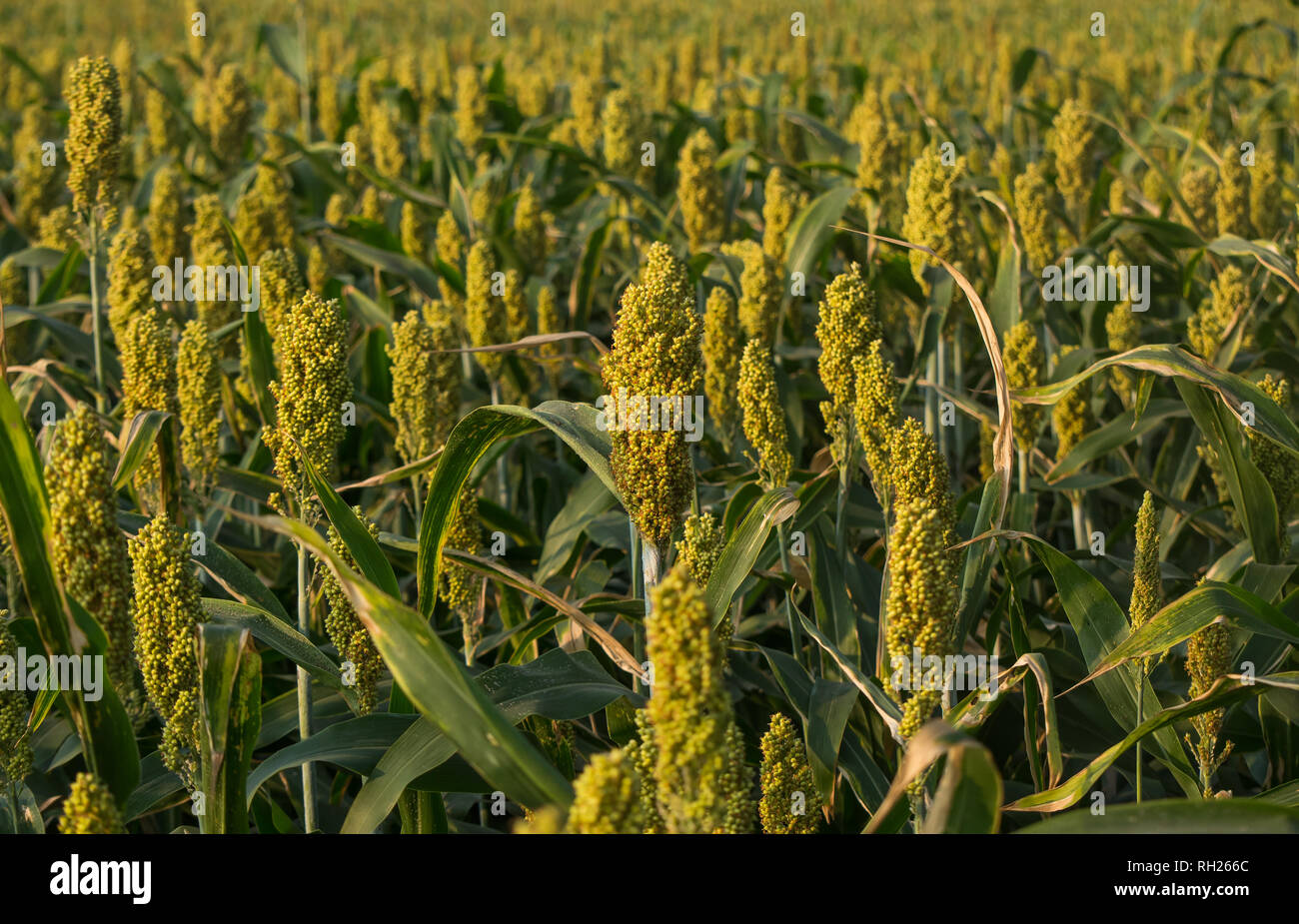 Agricultural Field, Millet Crop Stock Photo Alamy