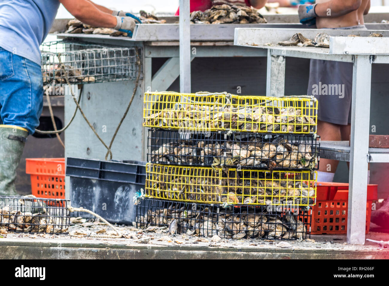 Oyster farming in the Damariscotta River, Maine, with traps and cages