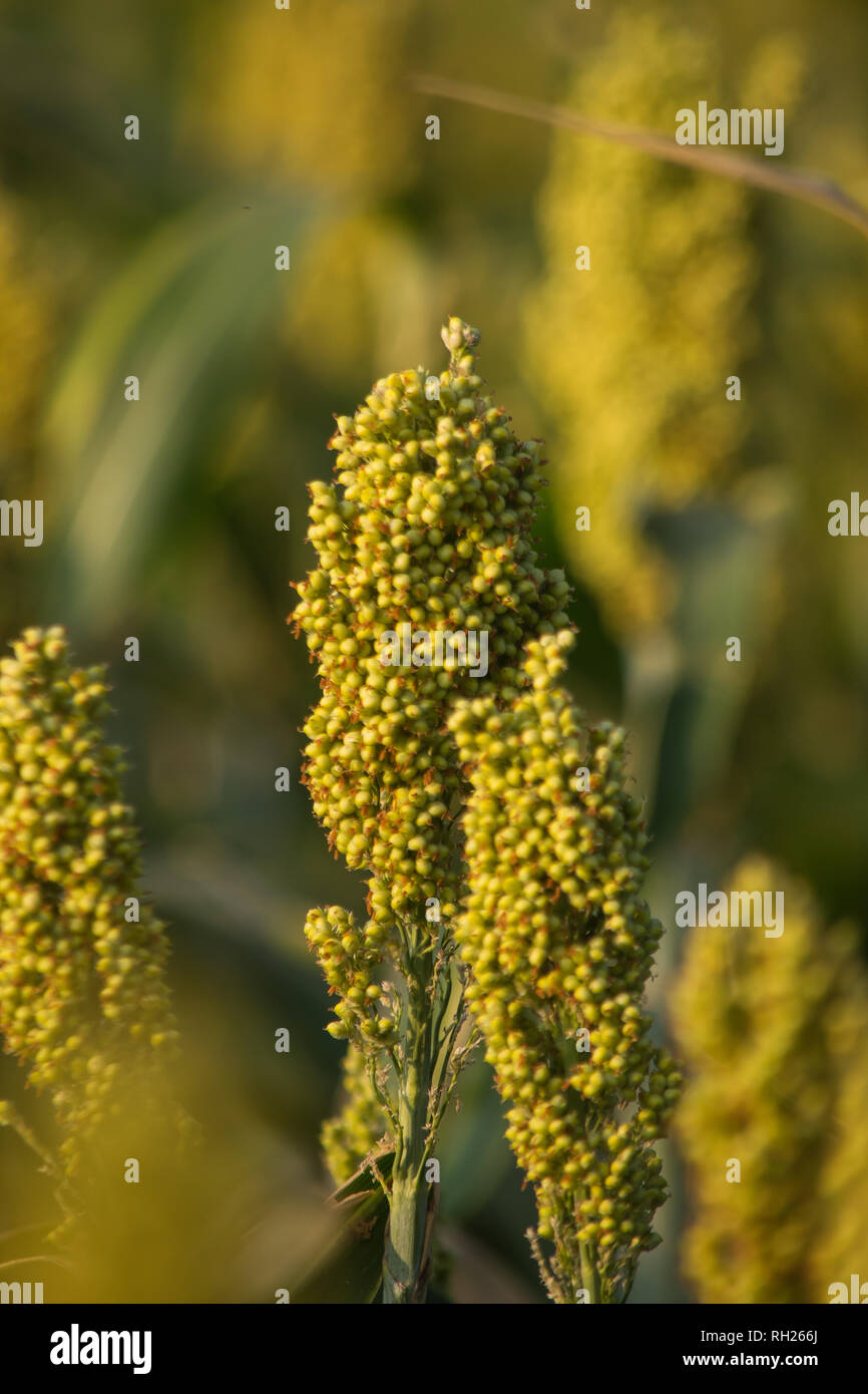 Agricultural Field, Millet Crop Stock Photo Alamy