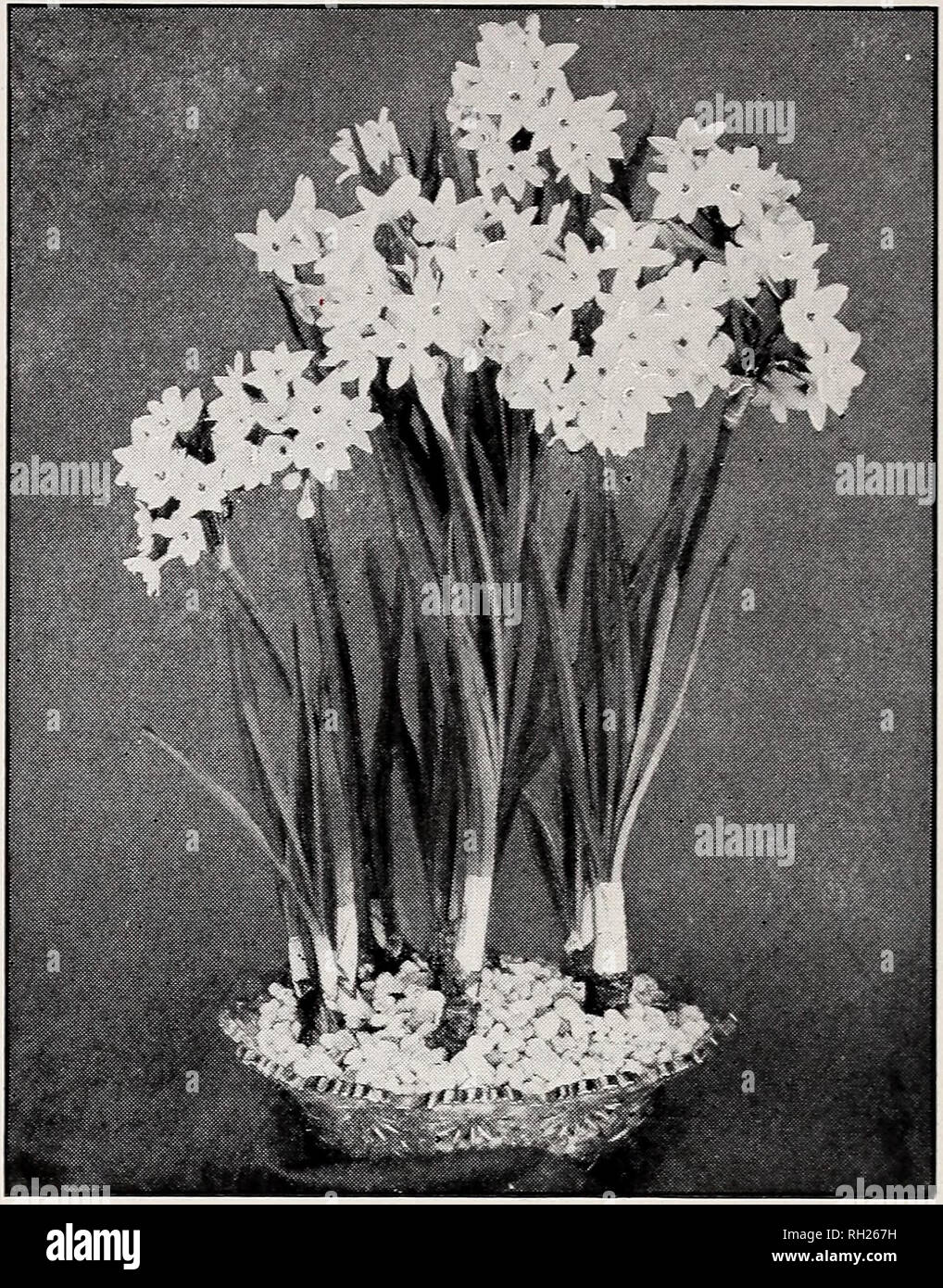 Pittsburgh indoor gardens hires stock photography and images Alamy