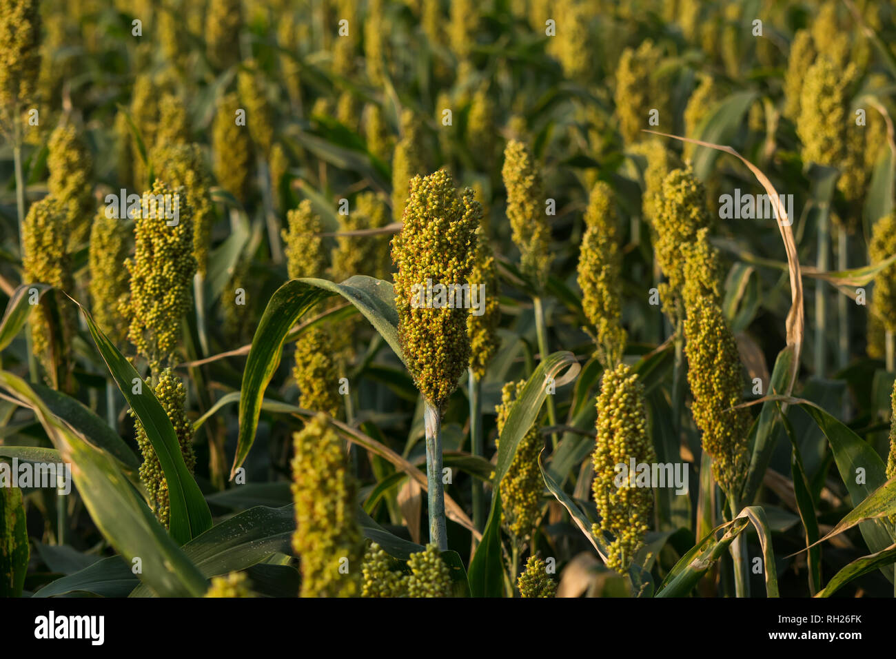 Millet crop hires stock photography and images Alamy
