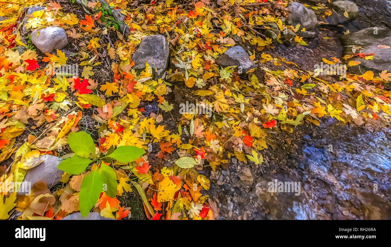 Golden carpet of leaves hi-res stock photography and images - Alamy