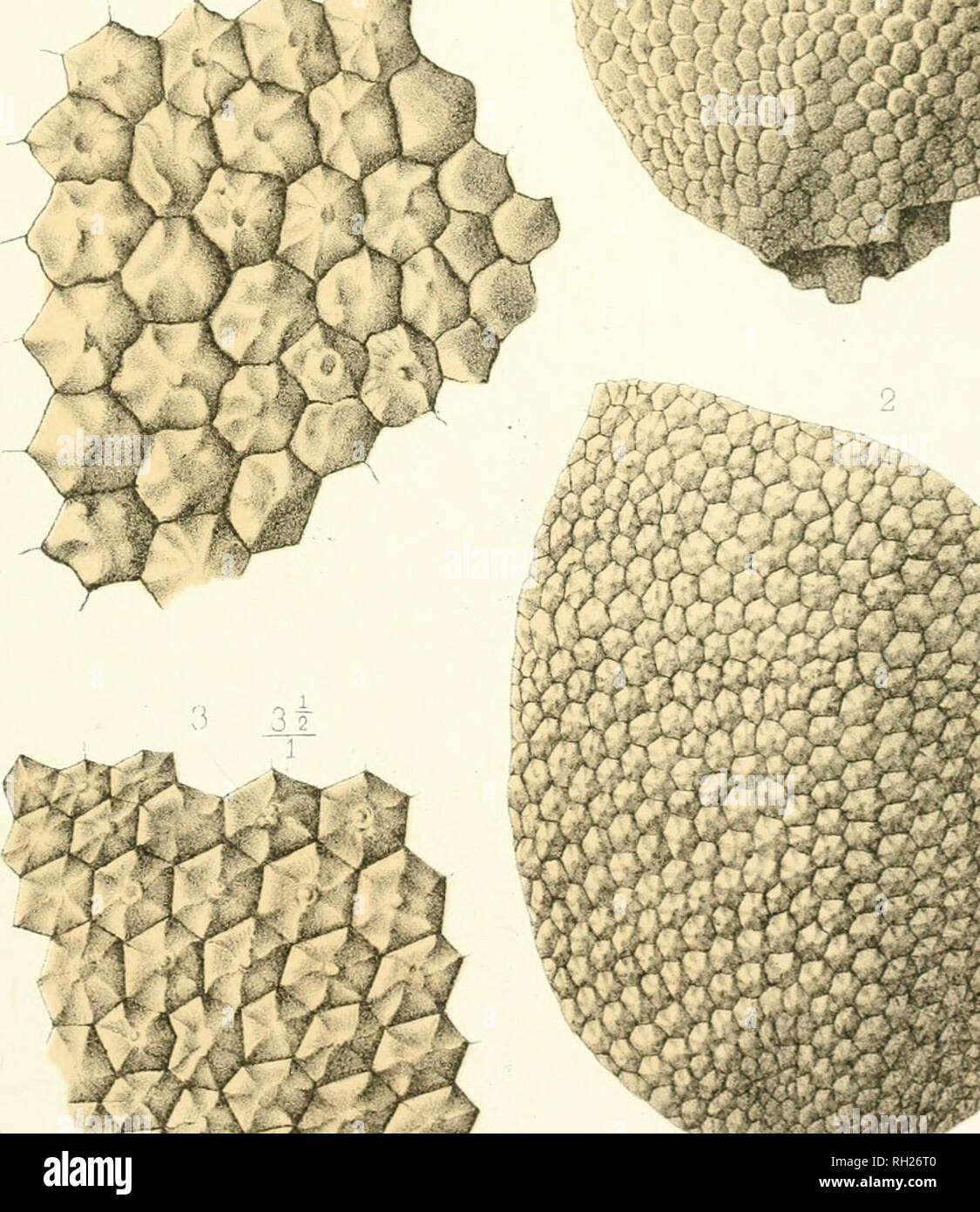 Pala C Ontologie Frana Aise Description Zoologique Et Ga C Ologique De Tous Les Animaux Mollusques Et Rayonna C S Fossiles De France Paleontology F A X 9 A O J Gt 1 T W A Pala C Ontologie Frana Aise Description Zoologique Et Ga C Ologique De Tous Les Animaux Mollusques Et Rayonna C S Fossiles De France Paleontology F A X 9 A O J Gt 1 T W A