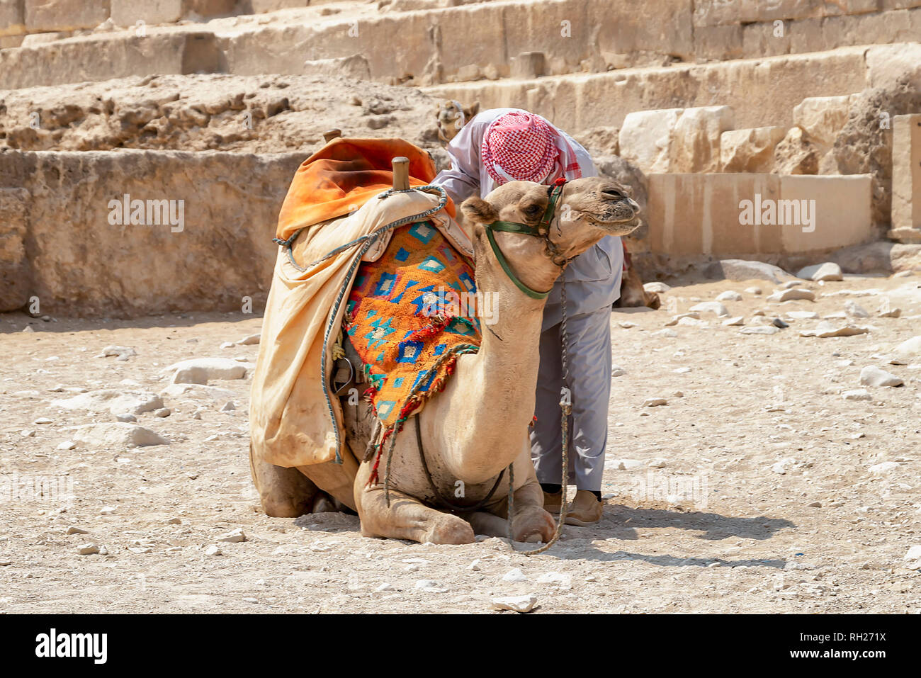 Bedouin with camel for tourists near pyramids in Giza desert, Egypt Stock Photo