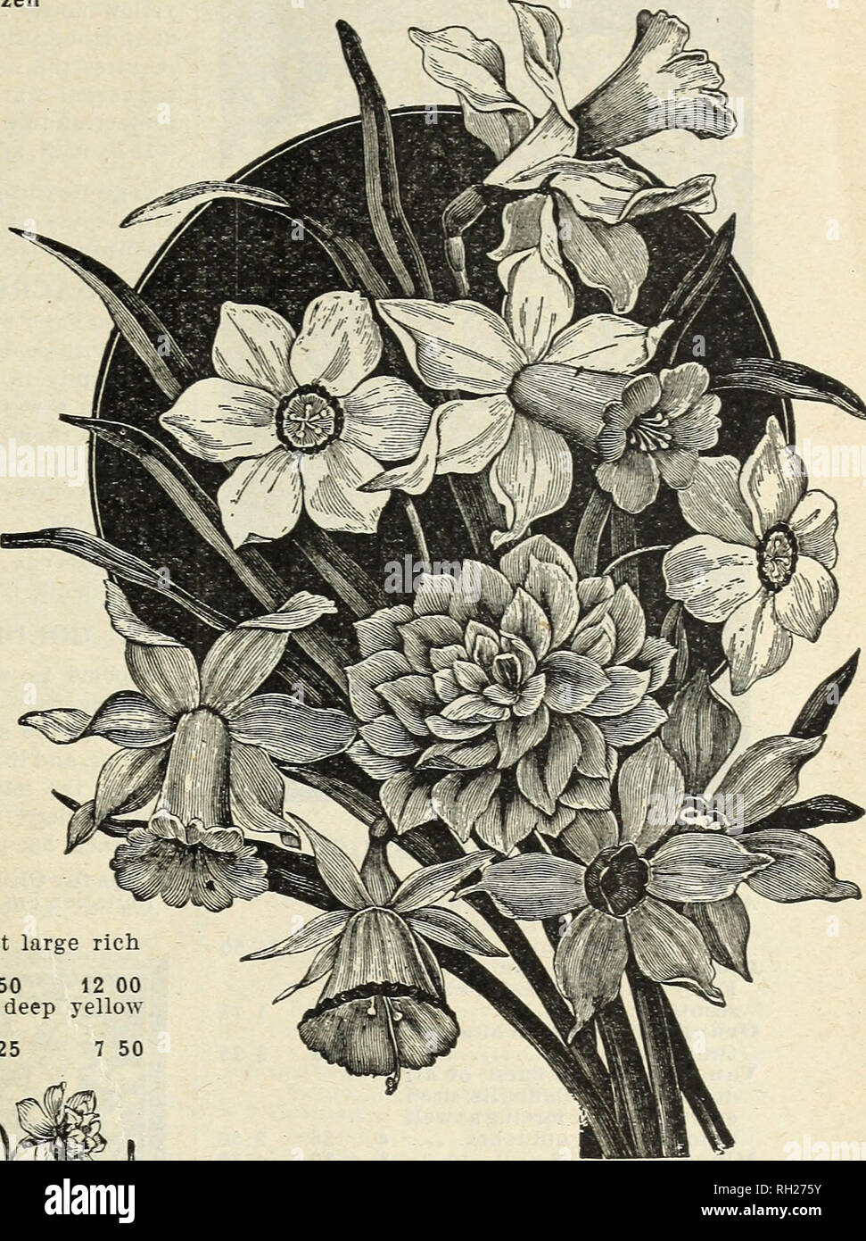 . Bulbs and plants : autumn 1898. Flowers Seeds Catalogs; Bulbs (Plants) Seeds Catalogs; Vegetables Seeds Catalogs; Nurseries (Horticulture) Catalogs; Plants, Ornamental Catalogs; Gardening Equipment and supplies Catalogs. DOUBLE DAFFODILS. Horsfieldi (King of Daffodils)— Immense flowers, yellow trumpet, with white perianth 12 1 25 7 50 L,eedsi Elegans—Silvery white perianth, primrose cup 3 30 2 00 Maximus — Early and large, color deep •golden yellow 12 1 25 7 50 Poeticus (Pheasant's Eve) — Suow white, with citron cup 3 20 1 00 Poeticus Ornatus—Earlier than the pre- ceding, flowers white, scar Stock Photo