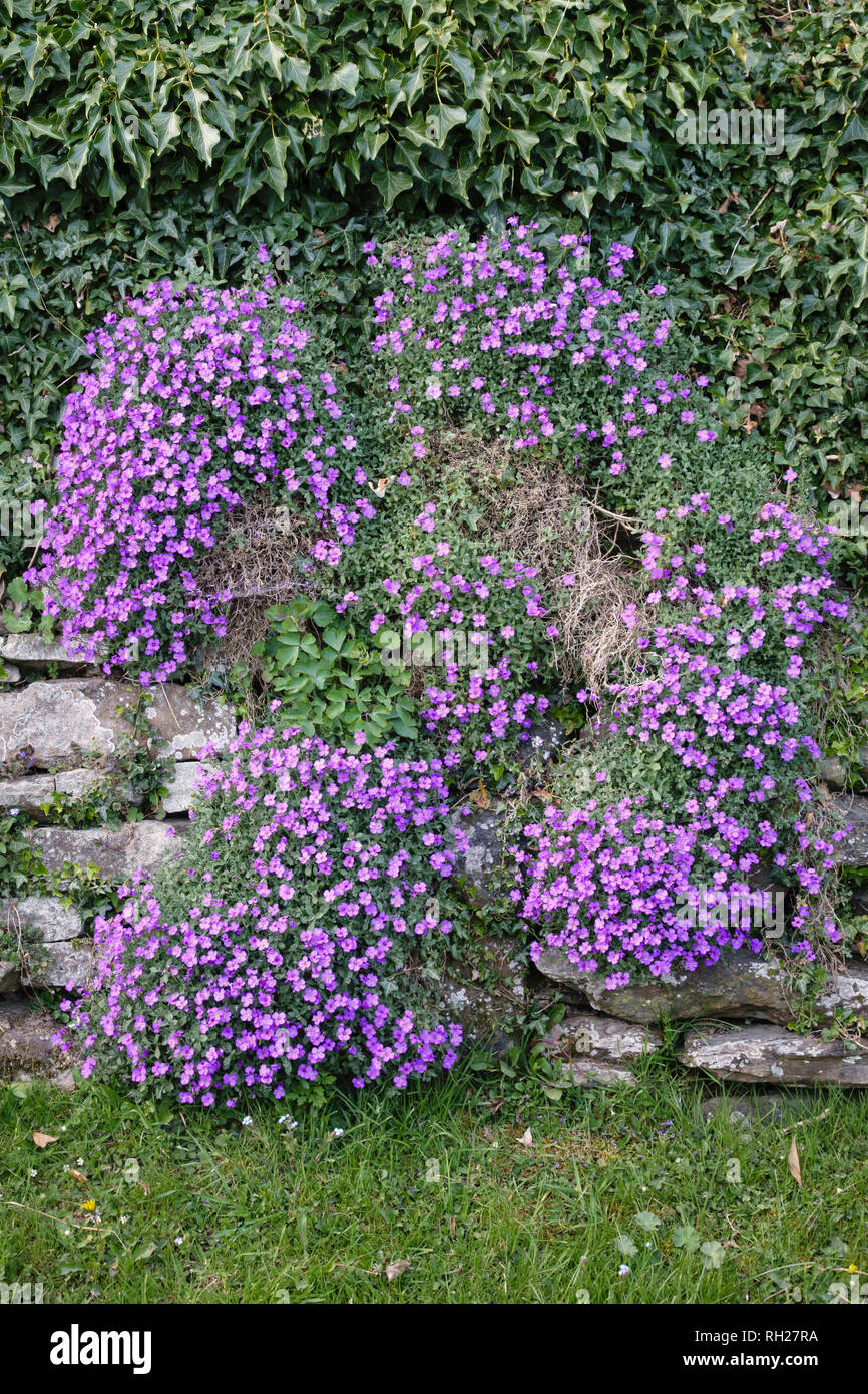 Herefordshire, UK. A clump of Aubrieta Blue (aubretia, aubrietia or Rock Cress) cascades down an old stone wall in a cottage garden Stock Photo