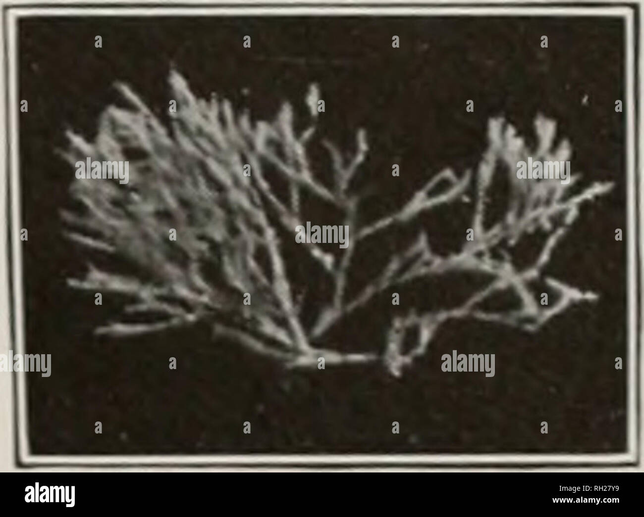 Download Vaeg fotos kunst west palm beach Free HD