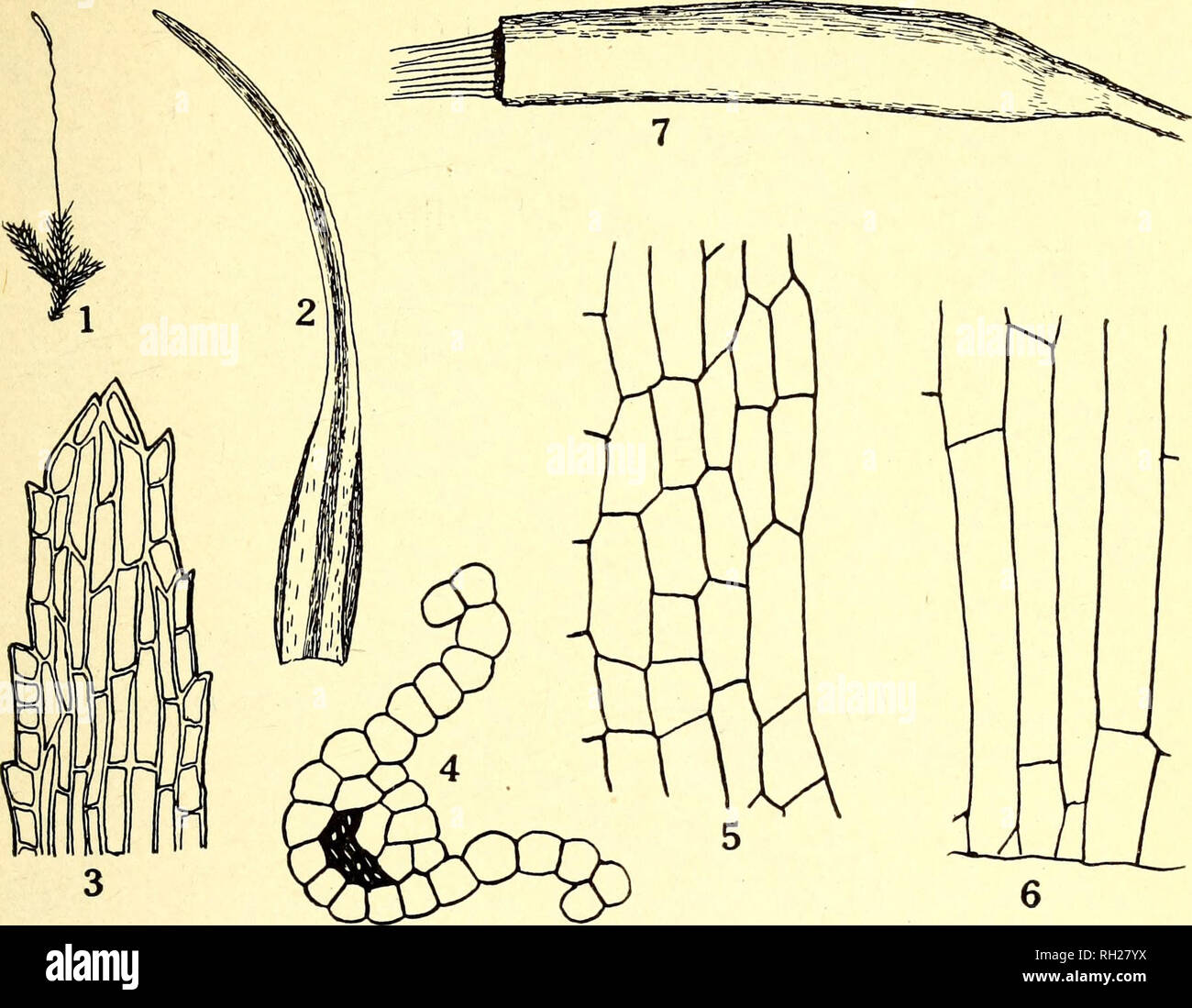 . The Bryologist. Mosses; Liverworts; Lichens; Botany; Bryology. — 53 —. Plate VIII.—Trichodon tenuifolius (i) Plant, XI- (2) Leaf, X18. (3) Leaf-tip, X400. (4) Cross section leaf- vein, X400. (5) Cells of leaf-middle, X400. (6) Cells of leaf-base, X400. (7) Capsule, X 22.. Please note that these images are extracted from scanned page images that may have been digitally enhanced for readability - coloration and appearance of these illustrations may not perfectly resemble the original work.. Grout, A. J. (Abel Joel), b. 1867; Smith, Annie Morrill; Jennings, Otto Emery, 1877-; American Bryologic Stock Photo