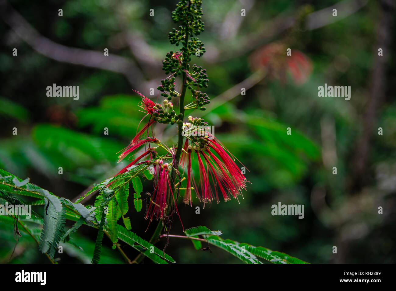 Red tropical jungle flower Stock Photo