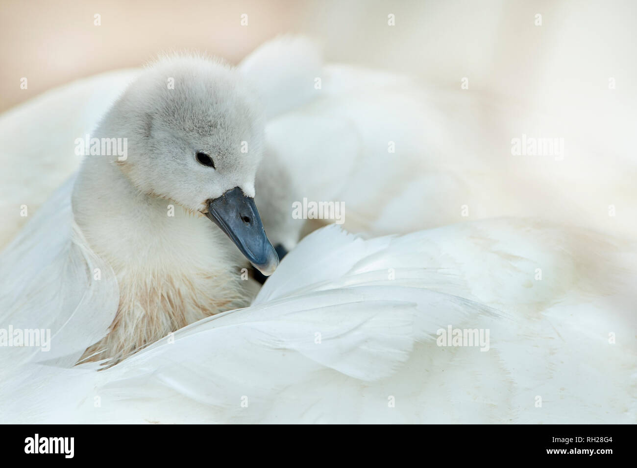 Close-up image of a adult Mute Swan - Cygnus Olor and newly hatched Cygnet on her back. Stock Photo