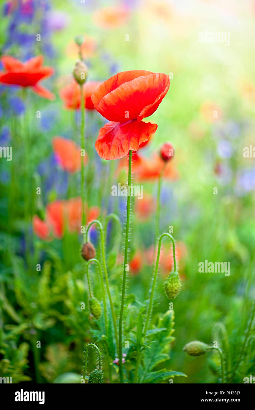 Close-up image of vibrant red, summer flowering Poppies in a wildflower meadow. Stock Photo