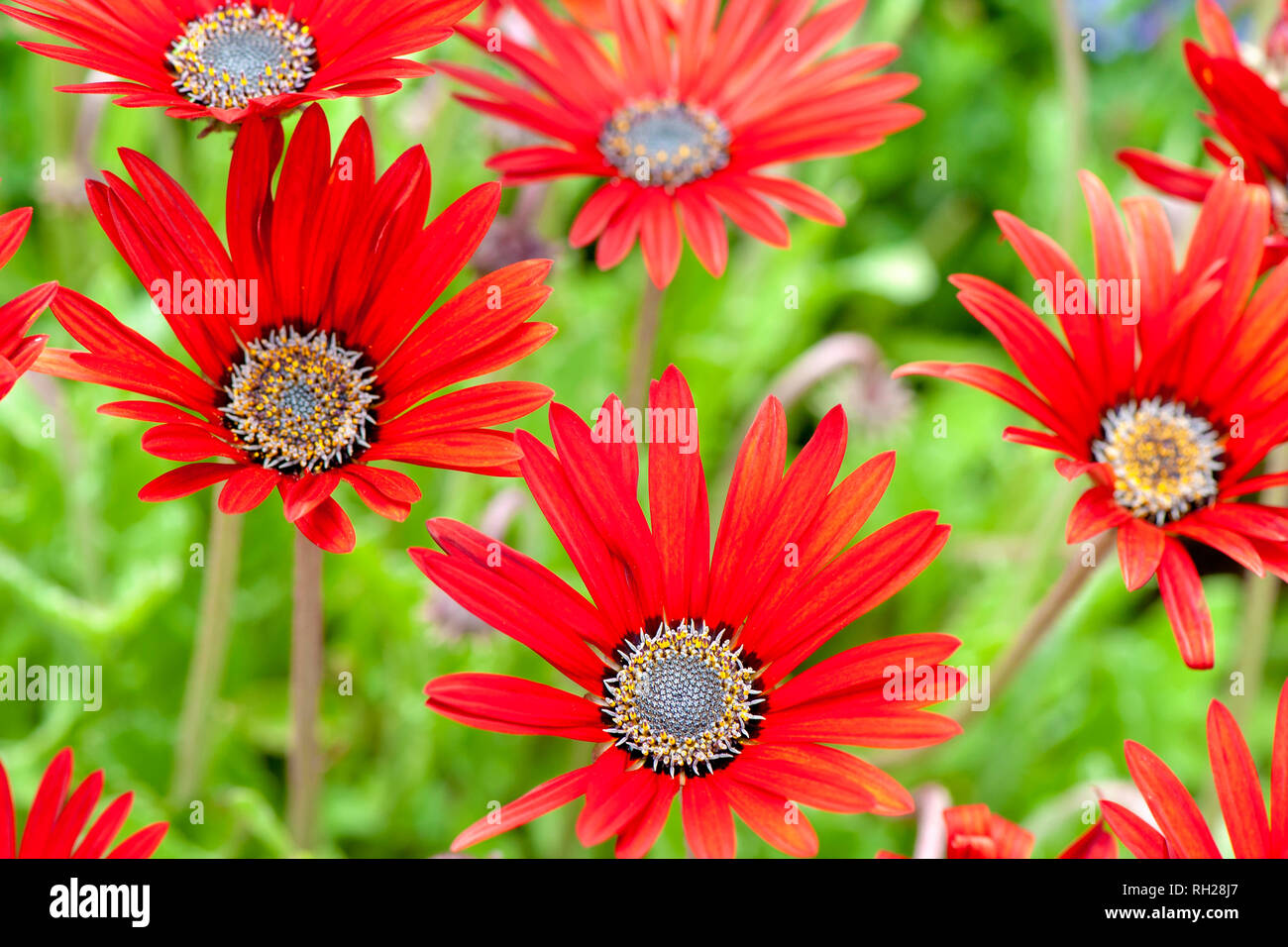 Vibrant red flowers of Arctotis x hybrida hort. Red Devil Stock Photo