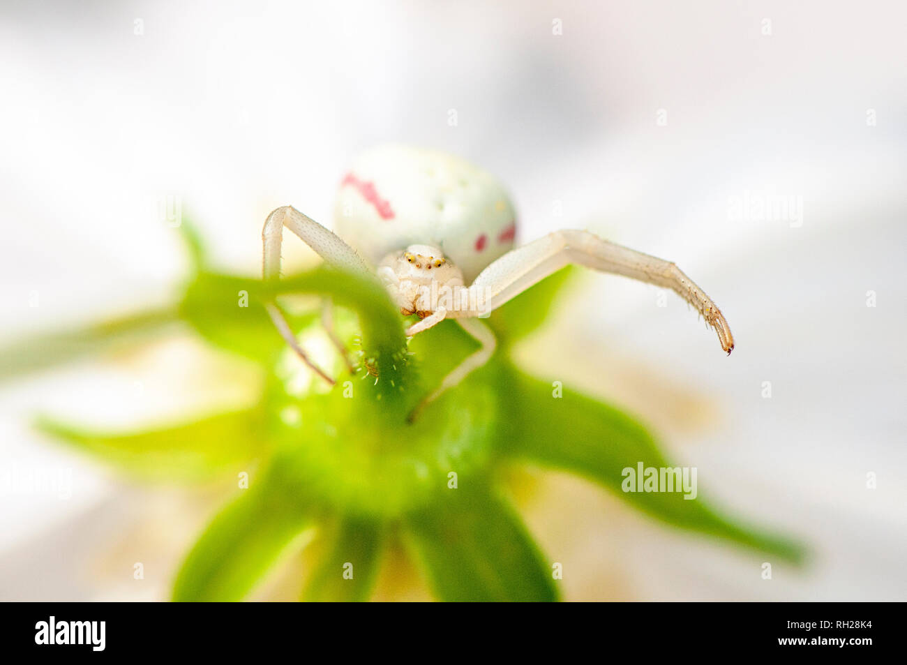 Close-up image of a white Crab Spider awaiting to ambush it's prey underneath a white summer flowering Cosmos flower Stock Photo