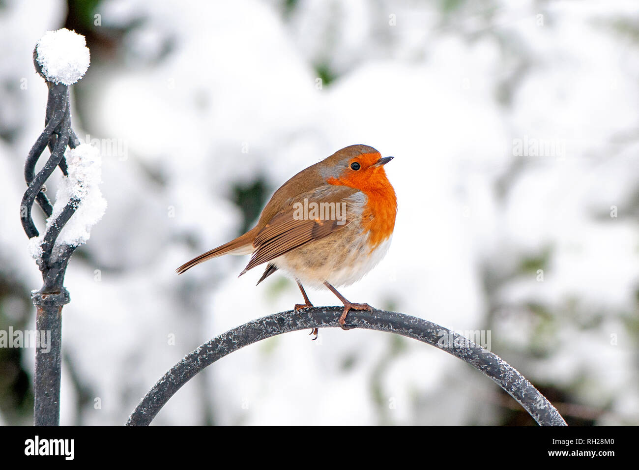 Close-up image of a European Robin red breast perched in the winter snow Stock Photo