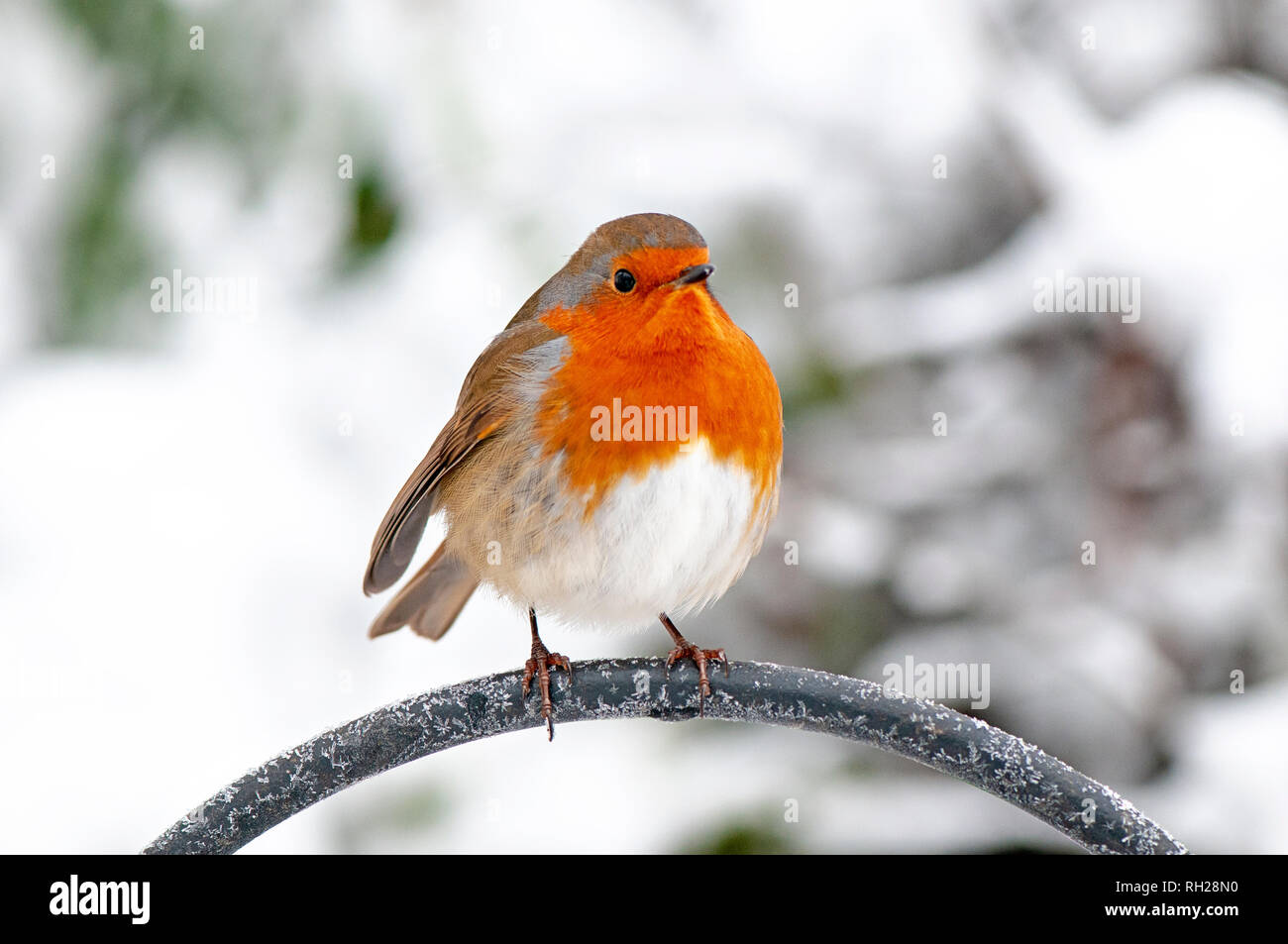 Close-up image of a European Robin red breast perched in the winter snow Stock Photo