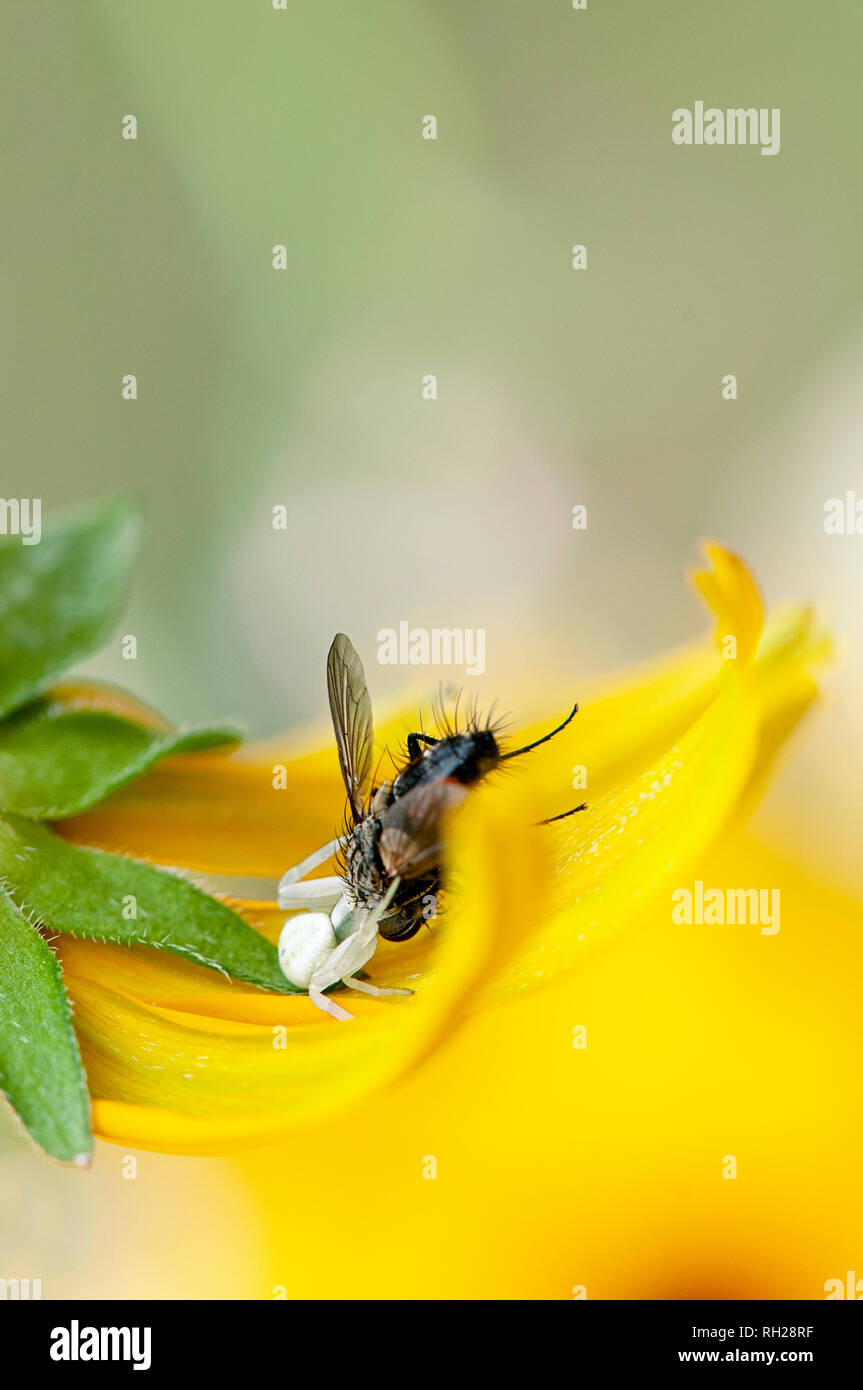 Close-up image of a white Crab spider ambushing a garden fly on the petals of a yellow summer Coneflower Stock Photo