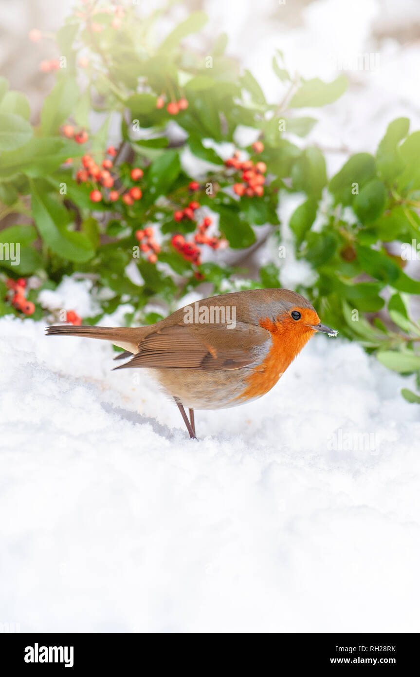Close-up image of a European Robin red breast perched in the winter snow Stock Photo