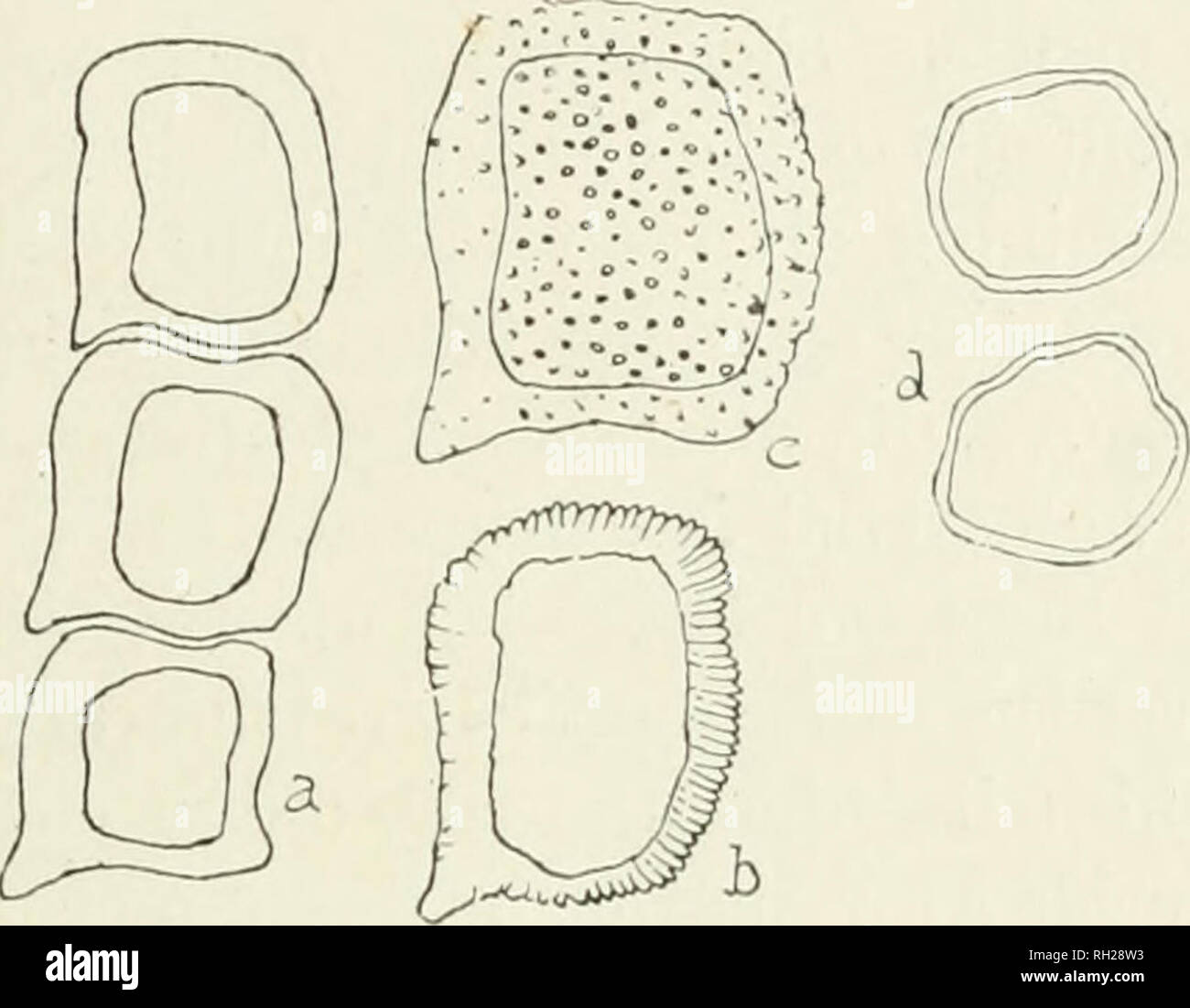 . The British rust fungi (Uredinales), their biology and classification. Uredineae. GERMINATION OF ^CIDIOSPORES 7 tapping are mature enough to germinate, and even they, owing to their thin walls, may lose this power in a few days according to circumstances. Especially can they be killed by rapid. Fig. 5. P. Caricis. a, three cells of the peridium, on Nettle ; b, a cell in optical section; e, the same in surface-view ; d, two ascidiospores. x 600. drying. Instances are known, however, where some of them, kept in a cool place, retained their capacity for germination about seventy days, though mo Stock Photo