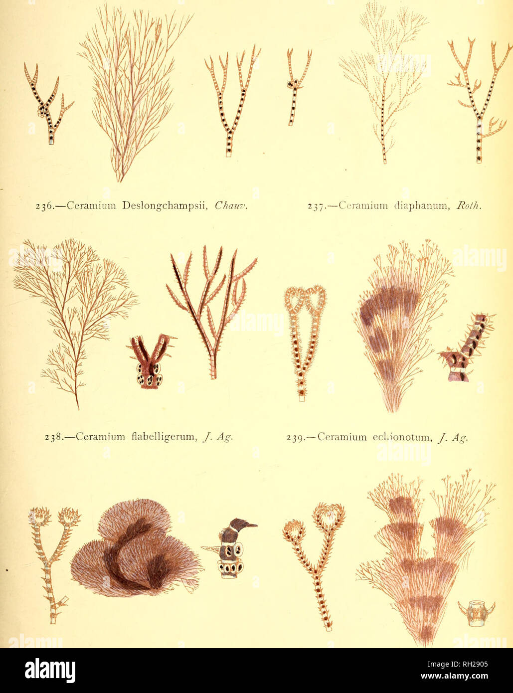 . British sea-weeds : drawn from Professor Harvey's &quot;Phycologia Britannica&quot; .... Marine algae. Plate LIL. 240.—Ccramium acanthonotuin, Carm. 241.—Ceramium ciliatum, Ducluz.. Please note that these images are extracted from scanned page images that may have been digitally enhanced for readability - coloration and appearance of these illustrations may not perfectly resemble the original work.. Gatty, Alfred, Mrs. , 1809-1873; Harvey, William H. (William Henry), 1811-1866. Phycologia britannica. London : Bell and Daldy Stock Photo