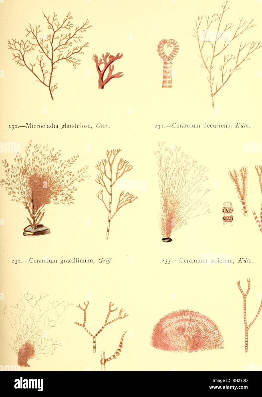 . British sea-weeds : drawn from Professor Harvey's &quot;Phycologia Britannica&quot; .... Marine algae. Phitc LI.. 234.—Coraiiiiiim nodosum, ^jfiff 235.—Ceramium fa-tigiatum, Har. Please note that these images are extracted from scanned page images that may have been digitally enhanced for readability - coloration and appearance of these illustrations may not perfectly resemble the original work.. Gatty, Alfred, Mrs. , 1809-1873; Harvey, William H. (William Henry), 1811-1866. Phycologia britannica. London : Bell and Daldy Stock Photo
