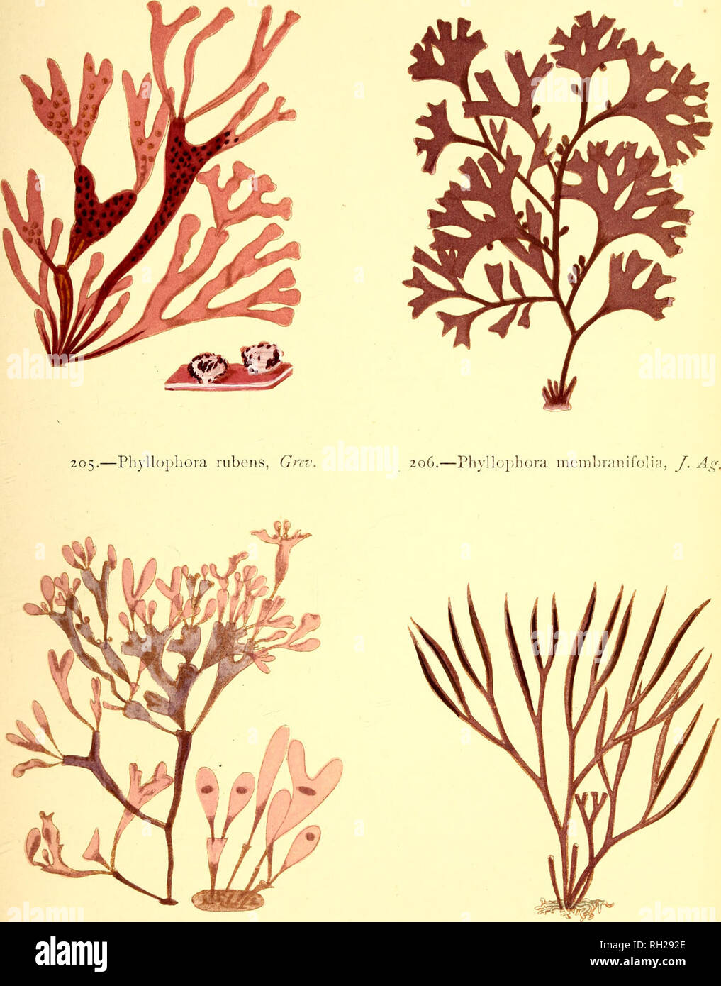 . British sea-weeds : drawn from Professor Harvey's &quot;Phycologia Britannica&quot; .... Marine algae. Plate XL'. 207.—Phylloplif): a ProdicUi, /. A^^. 208,—Furccllaria fastigiata, Laiiioiir.. Please note that these images are extracted from scanned page images that may have been digitally enhanced for readability - coloration and appearance of these illustrations may not perfectly resemble the original work.. Gatty, Alfred, Mrs. , 1809-1873; Harvey, William H. (William Henry), 1811-1866. Phycologia britannica. London : Bell and Daldy Stock Photo