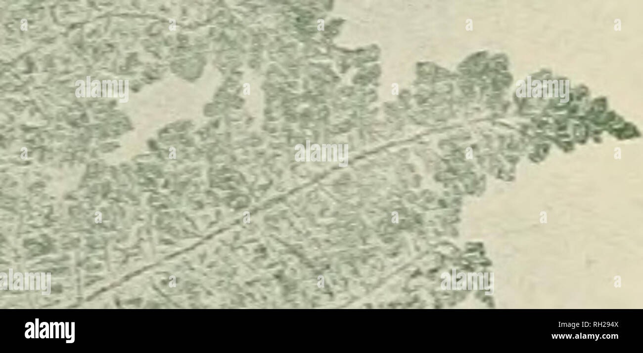 British Ferns And Their Varieties Ferns R Quot Y Ji A Tsf F R Gt A T A A Gt I C A I Lxxxiv Pteris Aquilina Vav Congesta Please Note That