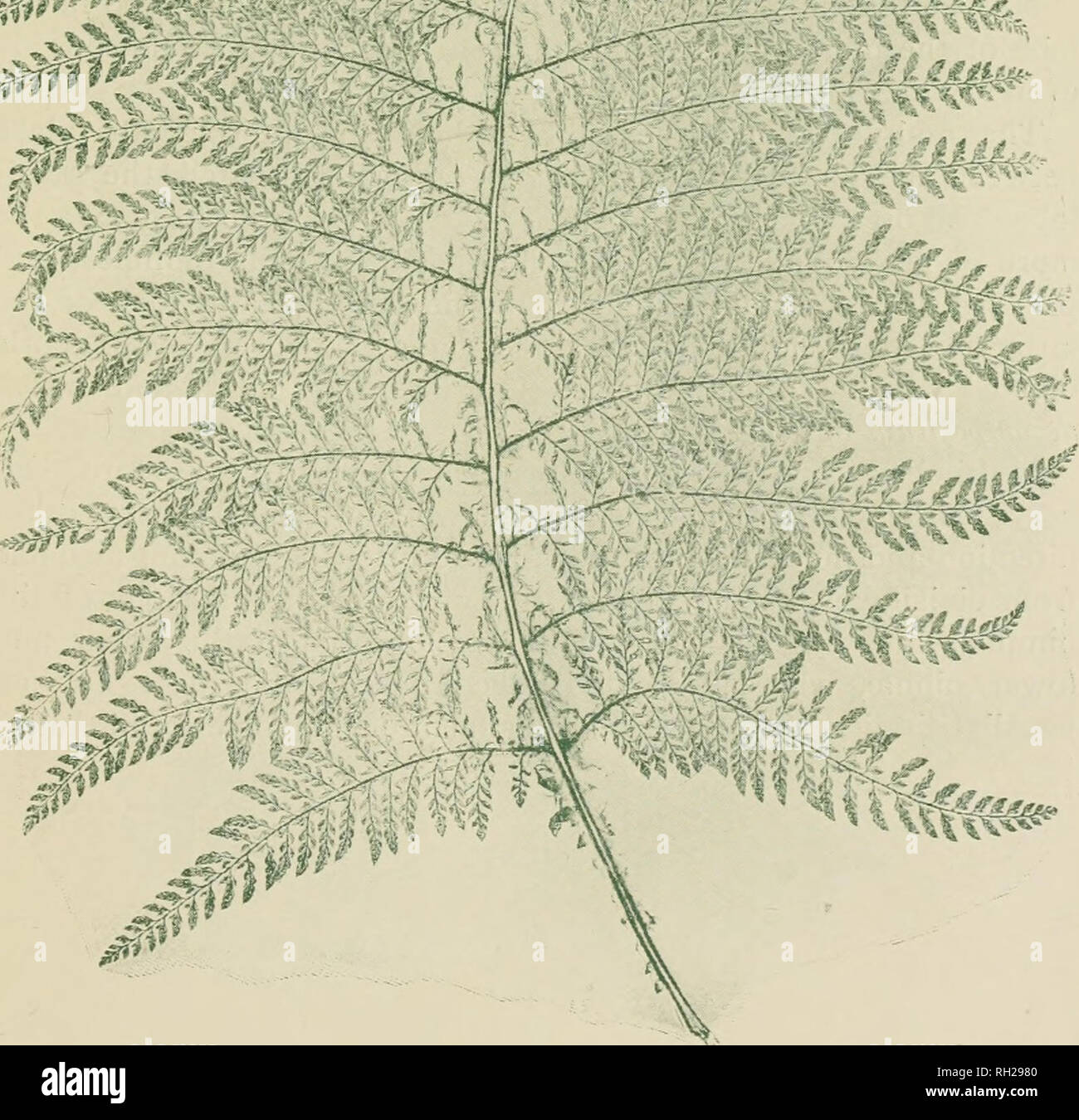 . British ferns and their varieties. Ferns. LXXVIII POLYSTICHUM ANGULARE, Vat. DIVISILOBUM LAXUM WiLLS. Please note that these images are extracted from scanned page images that may have been digitally enhanced for readability - coloration and appearance of these illustrations may not perfectly resemble the original work.. Druery, Chas. T. (Charles Thomas), 1843-1917. London : G. Routledge and Sons, Limted ; New York : E. P. Dutton and Co. Stock Photo