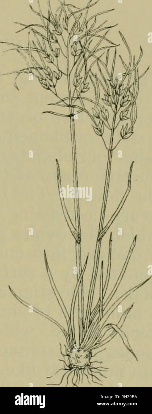 . British plants : their biology and ecology. Plants; Plant ecology. VEGETATIVE REPRODUCTION 16L extreme cold, and the food destined for them goes into the little plants instead. 7. Multiplication by Detached Shoots—e.g., some aqua- tics (see p. 53). It is clear from this that the vegetative mode of repro- duction in all its various forms is really one of bud- detachment. Bulbs, corms, and bulbils are obviously only buds rich in food-reserves. Cuttings, fragments of rhizomes, runners, suckers, and tubers are modified bud-bearing shoots. In viviparous roots and leaves buds arise on organs which Stock Photo
