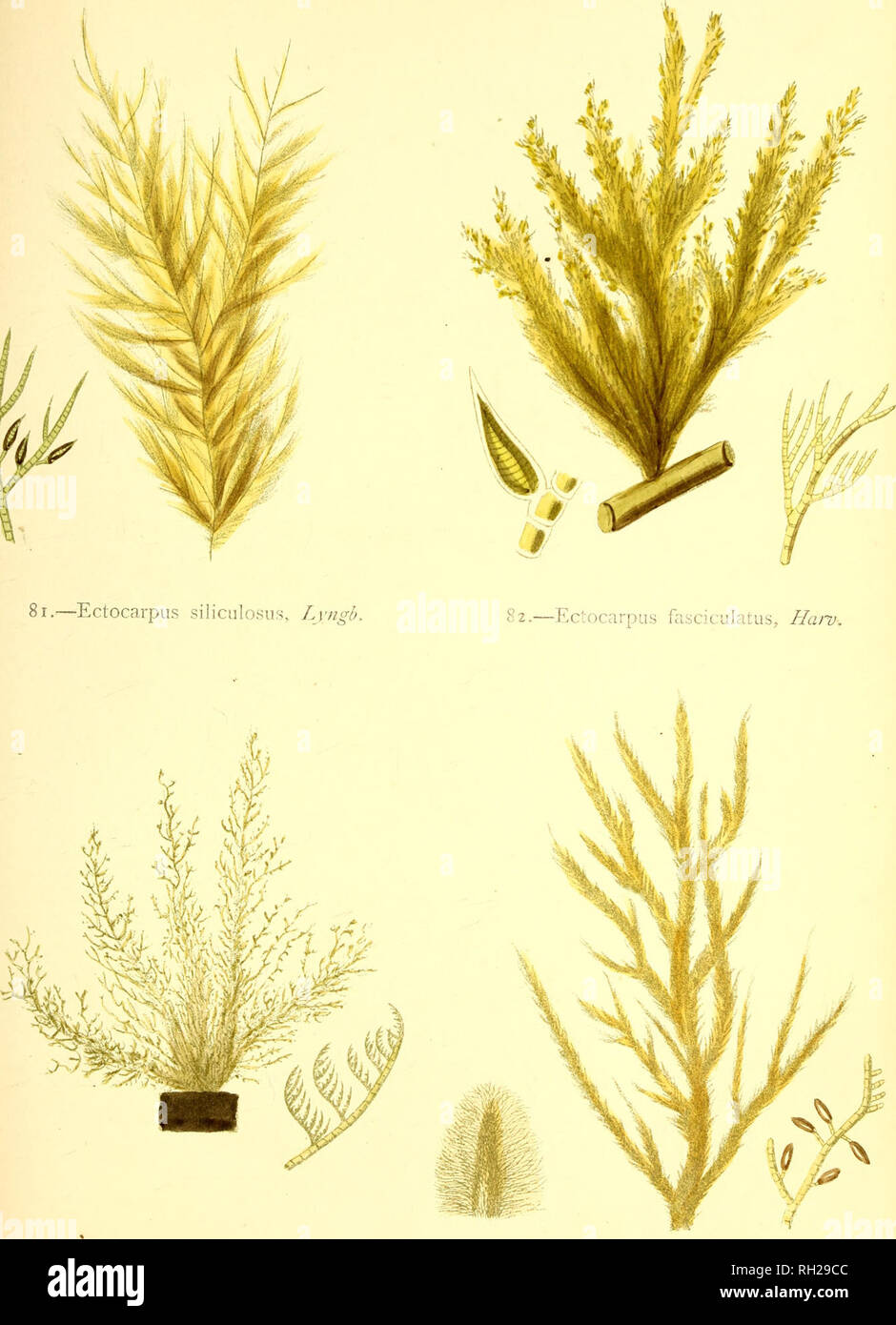 . British sea-weeds : drawn from Professor Harvey's &quot;Phycologia Britannica&quot; .... Marine algae. Platr XIX.. 83.—Ectocarpus Hincksiae, Ha7-v. 84.—Ectocarpus tomentosus, Lyngh.. Please note that these images are extracted from scanned page images that may have been digitally enhanced for readability - coloration and appearance of these illustrations may not perfectly resemble the original work.. Gatty, Alfred, Mrs. , 1809-1873; Harvey, William H. (William Henry), 1811-1866. Phycologia britannica. London : Bell and Daldy Stock Photo