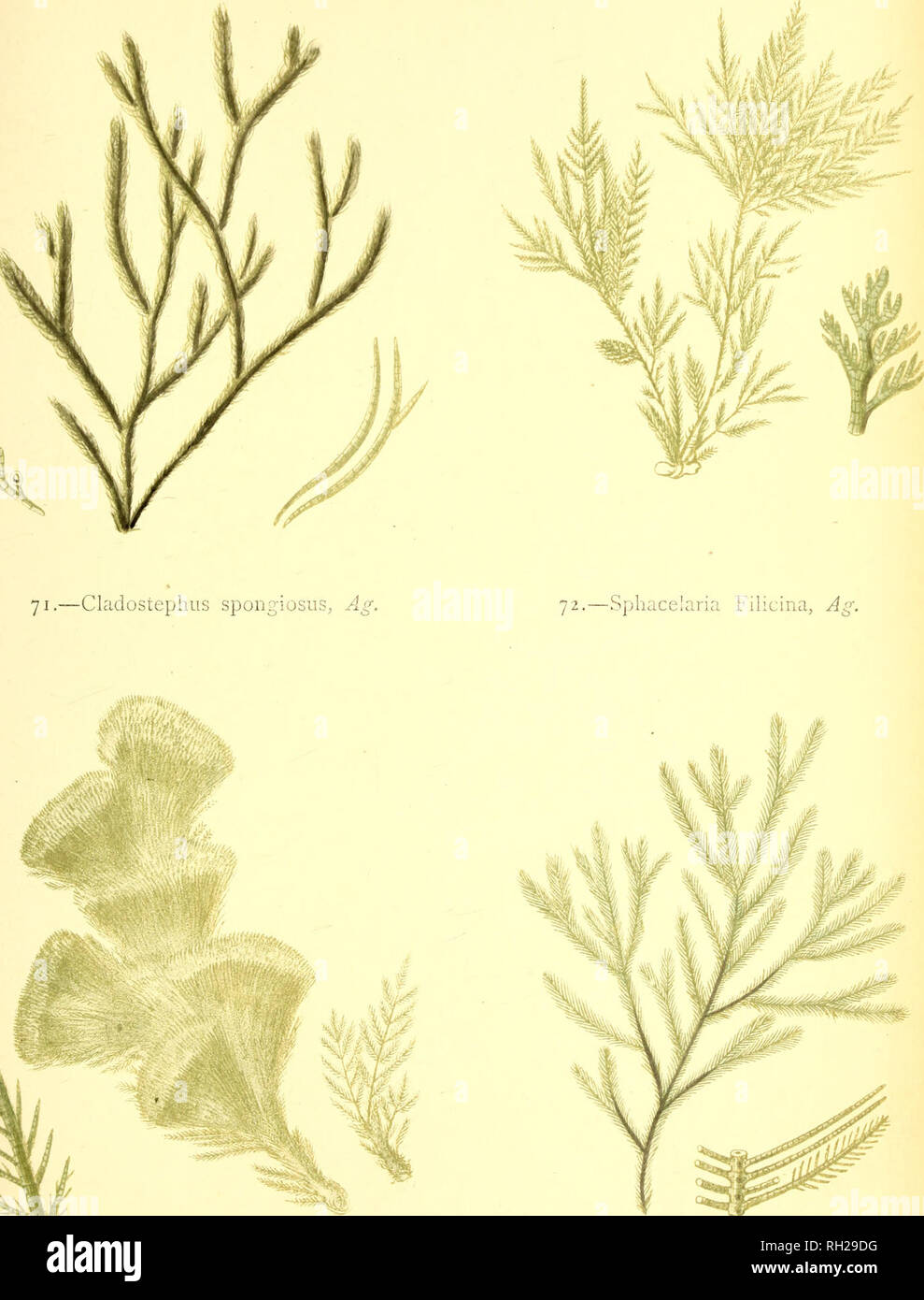 . British sea-weeds : drawn from Professor Harvey's &quot;Phycologia Britannica&quot; .... Marine algae. Plate XV]].. 73-—Sphacelaria scoparia, Lyngb: 74.—Sphacelaria plumosa, Lyngb.. Please note that these images are extracted from scanned page images that may have been digitally enhanced for readability - coloration and appearance of these illustrations may not perfectly resemble the original work.. Gatty, Alfred, Mrs. , 1809-1873; Harvey, William H. (William Henry), 1811-1866. Phycologia britannica. London : Bell and Daldy Stock Photo