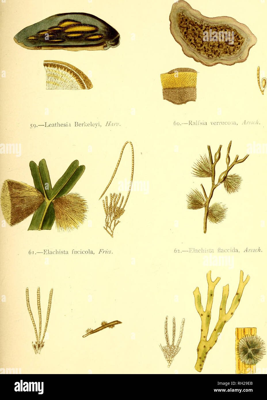 British sea-weeds : drawn from Professor Harvey's &quot;Phycologia  Britannica&quot; .... Marine algae. Plato XV,. 63.—Elachista ciirta,  Aresch. 64.—Elachista steiliilata, Griff.. Please note that these images  are extracted from scanned page images