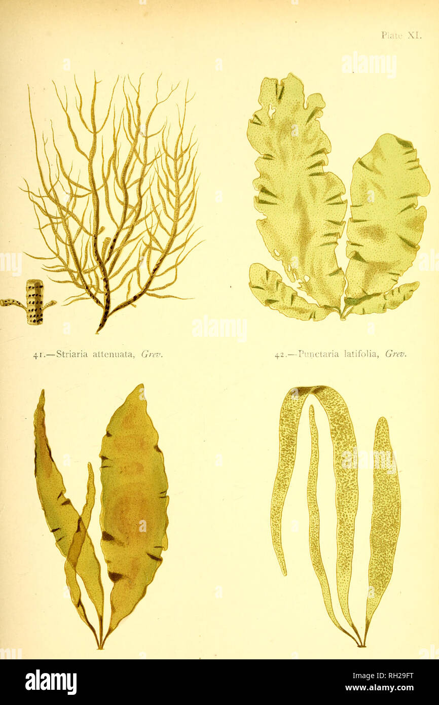 . British sea-weeds : drawn from Professor Harvey's &quot;Phycologia Britannica&quot; .... Marine algae. 4-3-—Punctaria plantaginea, Grcv. 44.—AspcrococcLis compressus, Griff.. Please note that these images are extracted from scanned page images that may have been digitally enhanced for readability - coloration and appearance of these illustrations may not perfectly resemble the original work.. Gatty, Alfred, Mrs. , 1809-1873; Harvey, William H. (William Henry), 1811-1866. Phycologia britannica. London : Bell and Daldy Stock Photo