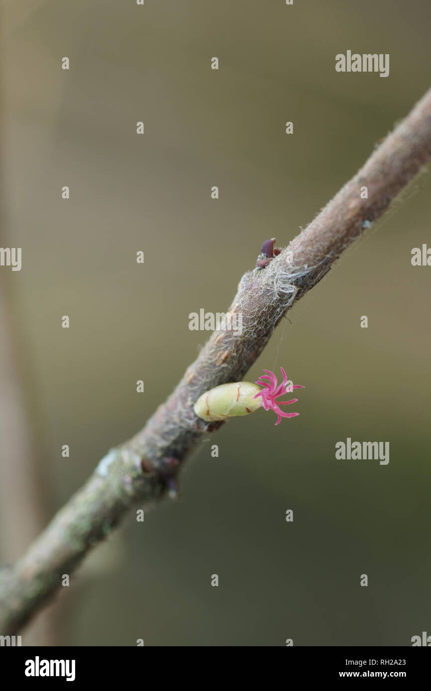 Corylus avellana (Hazel) - female flowers Stock Photo