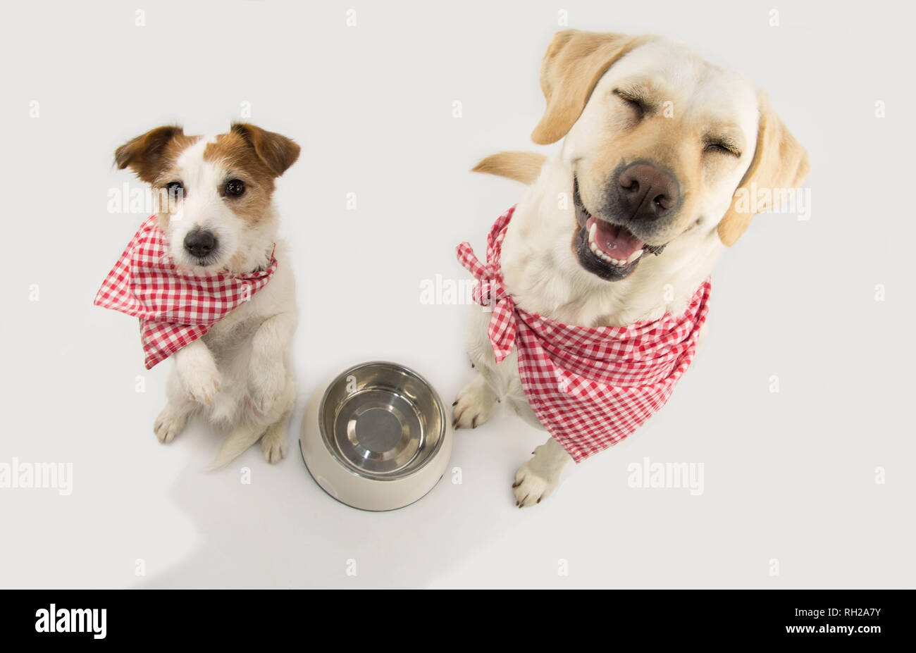 TWO DOGS BEGGING FOOD. LABRADOR AND JACK RUSSELL WAITING FOR EAT WITH A EMPTY BOWL. CLOSED EYES STANDING ON TWO LEGS. DRESSED WITH RED CHECKERED NAPKI Stock Photo
