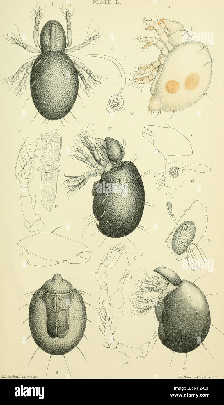 . British Oribatidæ. Oribatidae; Arachnida. PLATE L. Kopiophor'a-magna. 1-7. HopJophcTra dasypus. 8-14.. Please note that these images are extracted from scanned page images that may have been digitally enhanced for readability - coloration and appearance of these illustrations may not perfectly resemble the original work.. Michael, A. D. (Albert Davidson), 1836-1927. London, The Ray society Stock Photo