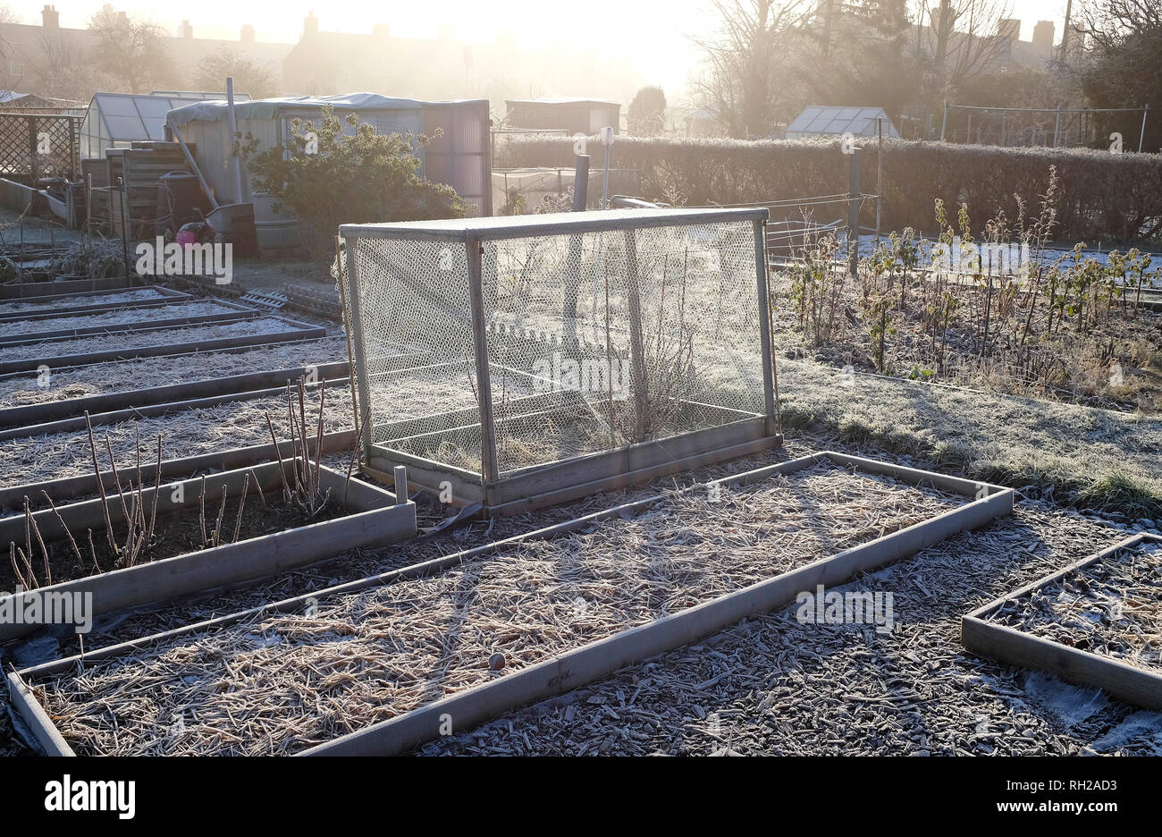 early morning frost on allotment gardens, melton constable, north norfolk, england Stock Photo