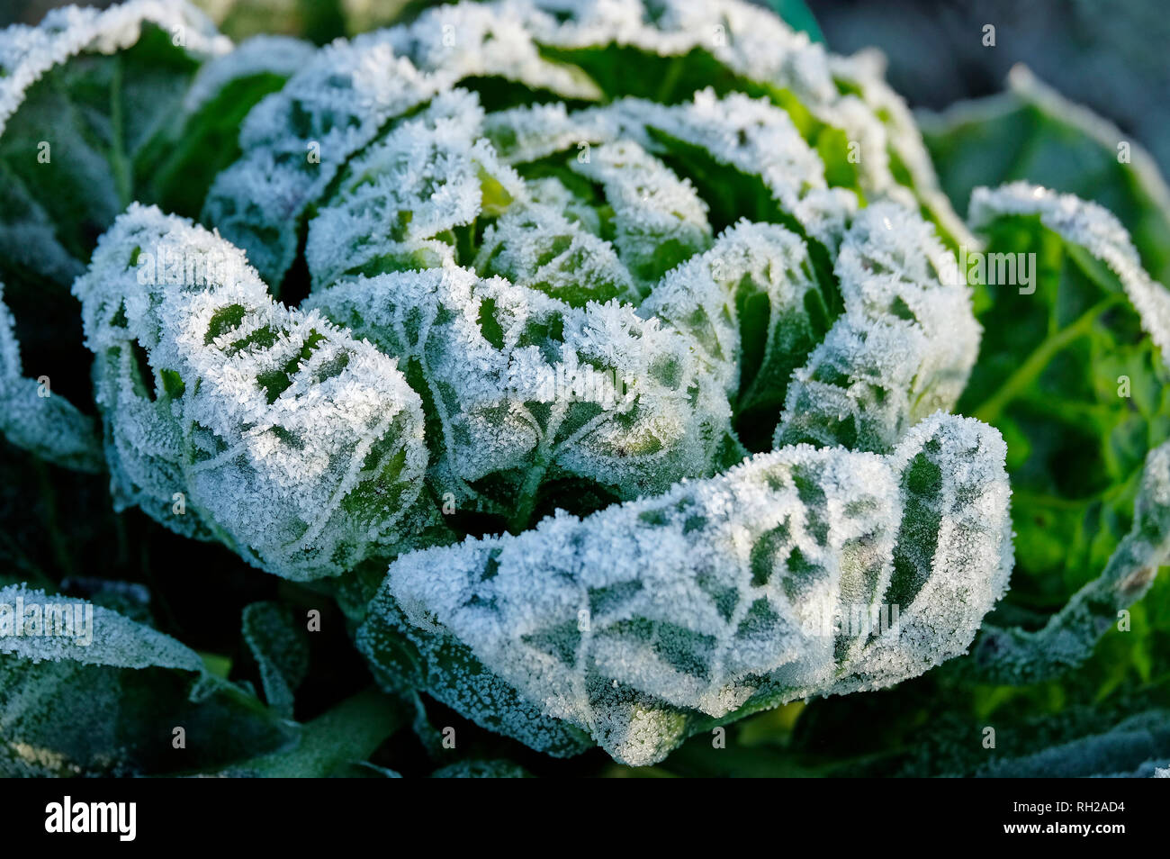 Snow cabbage hires stock photography and images Alamy