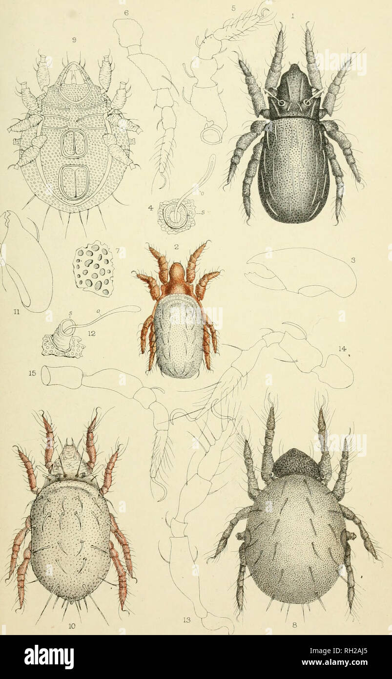 . British Oribatidæ. Oribatidae; Arachnida. PLATE XLIII. A- D. MwhjcuL oa- not. d^L. WesCJ&lt;/eivmanilC!'ckron, hxh. Hermannia nanus 1—7. Hermannia arrecta. 8—15.. Please note that these images are extracted from scanned page images that may have been digitally enhanced for readability - coloration and appearance of these illustrations may not perfectly resemble the original work.. Michael, A. D. (Albert Davidson), 1836-1927. London, The Ray society Stock Photo