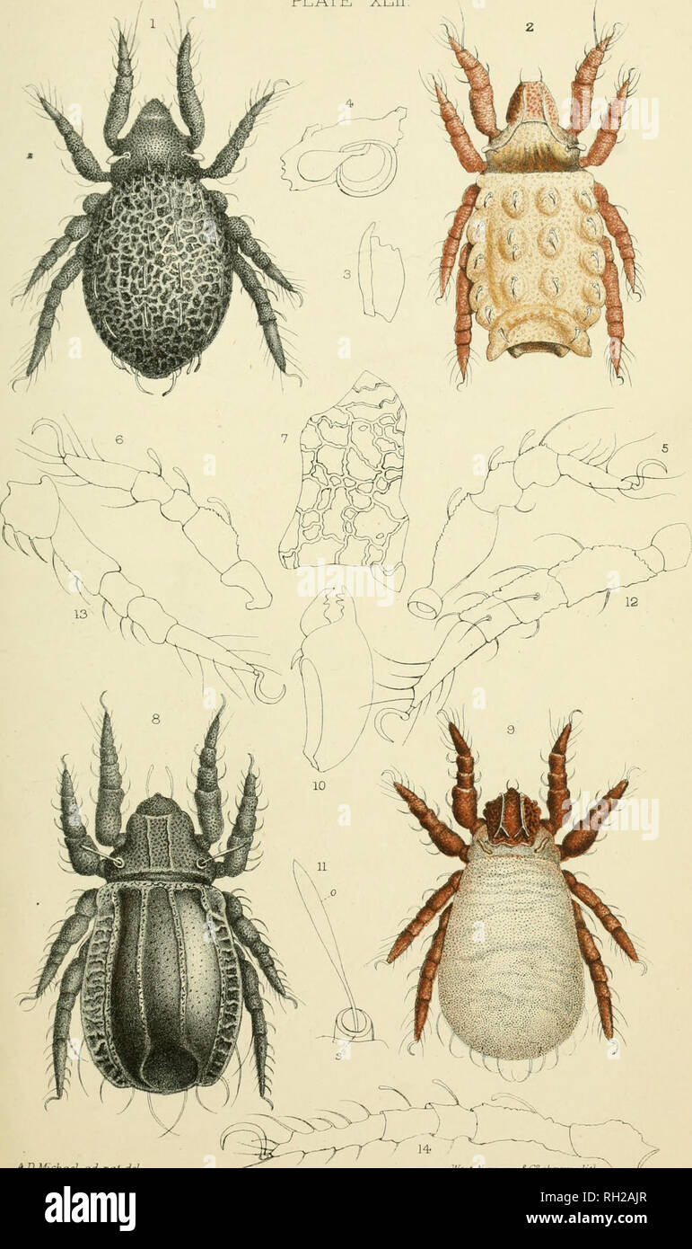 . British OribatidÃ¦. Oribatidae; Arachnida. PLATE XLII,. AD Michael cut nal del y*'est,JVewfnt2J7 Â£ Cchrome Uth Hermannia i^eticij-lata 1-7. bistn'ata 8-14-. â rJ. Please note that these images are extracted from scanned page images that may have been digitally enhanced for readability - coloration and appearance of these illustrations may not perfectly resemble the original work.. Michael, A. D. (Albert Davidson), 1836-1927. London, The Ray society Stock Photo