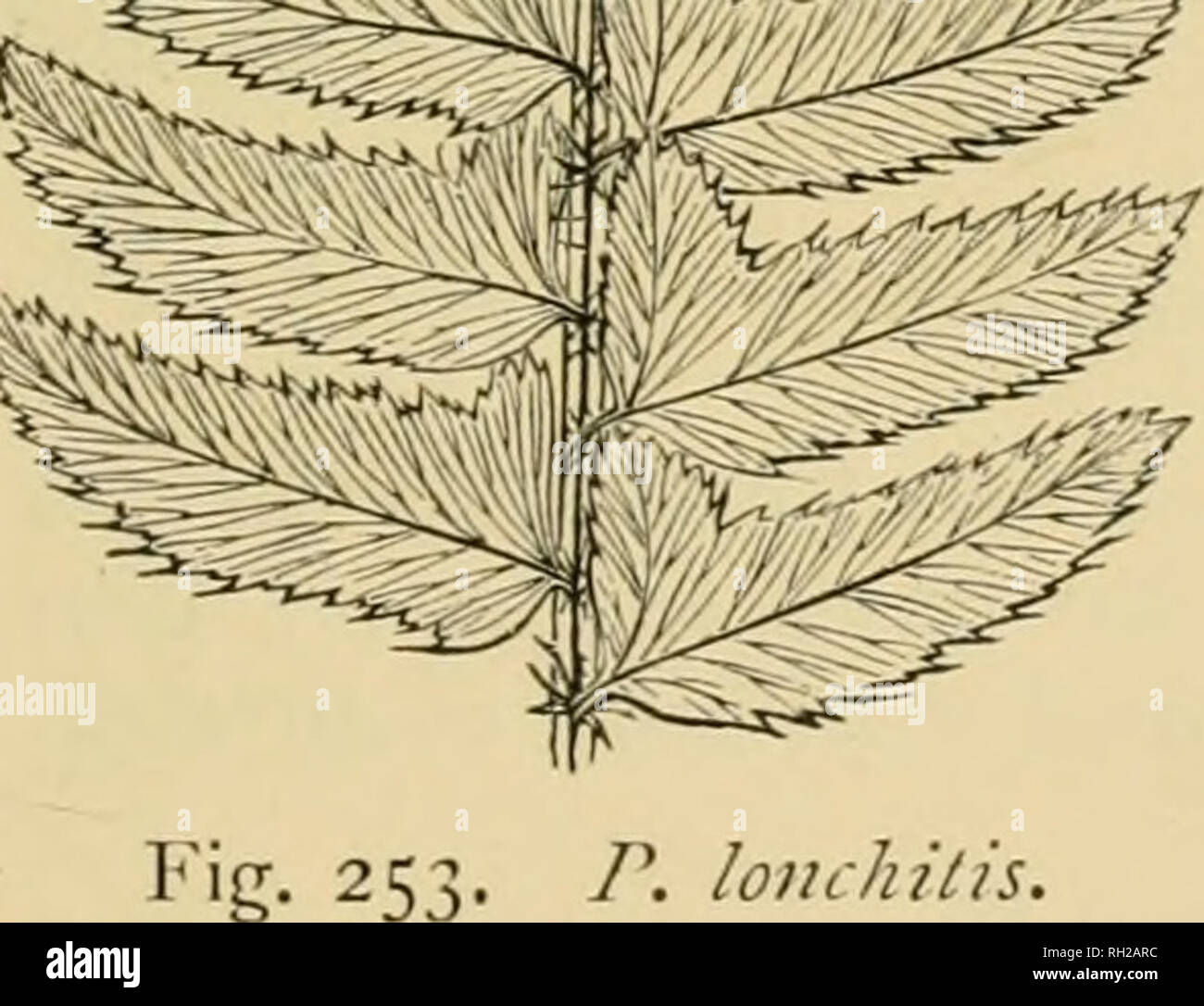 . British ferns and their varieties. Ferns. TIIK roLYh^TlcnUMS 217 Wakelevanum (cruciatum).—Found in S. Devon by Mrs. Wakeley ; pinnse set on in pairs at right-angles, forming crosses with opposite pairs ; one of the parents of Mr. E. J. Lowe's hyhridiim aculeatiim. POLYSTICHUM LONCHITIS (ThE HoLLY FeRN) (Plate XXXII) This Fern has been named the Holly Fern, owing to the hard, leathery texture of its fronds, and the shape and prickly edges of the pinucc or subdivisions. It is purely a mountain Fern, and in Great Britain is never found wild at a lower elevation than iioo feet, most of its habit Stock Photo