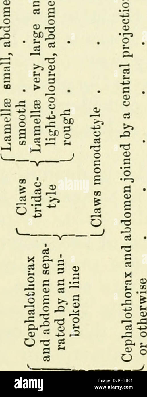 . British OribatidÃ¦. Oribatidae; Arachnida. CLASSIFICATION. 593 u &lt; IâÂ» m H M cu â¢J O Â» M n H S-I o CO e a contin spatu -like i â¢2 g ^ s u S 2-2 o ^ â¢ 13 S &quot;3 0 03 '3 g a &quot;C a - O âº0 ase, su interl stout g atb all; and '-4J a â 738^ m a Ml 0 Â£ Â£B3  &gt;j S ^â¢3 -^ 'I S u aj to t&gt;cS. = =3 ^ I--5 1-3 5 6D tH t, ITS OJ 0^ OJ o - ^ -:= â Â« cs c3 ^ !2C .9 S^ to r- c t^ O -^ '=; &quot;^ Â«^ Sh la ^ -5 2 S 5 2^^ p VOL. IT. i 2 g^ Â§ sg 38. Please note that these images are extracted from scanned page images that may have been digitally enhanced for readability - coloration a Stock Photo